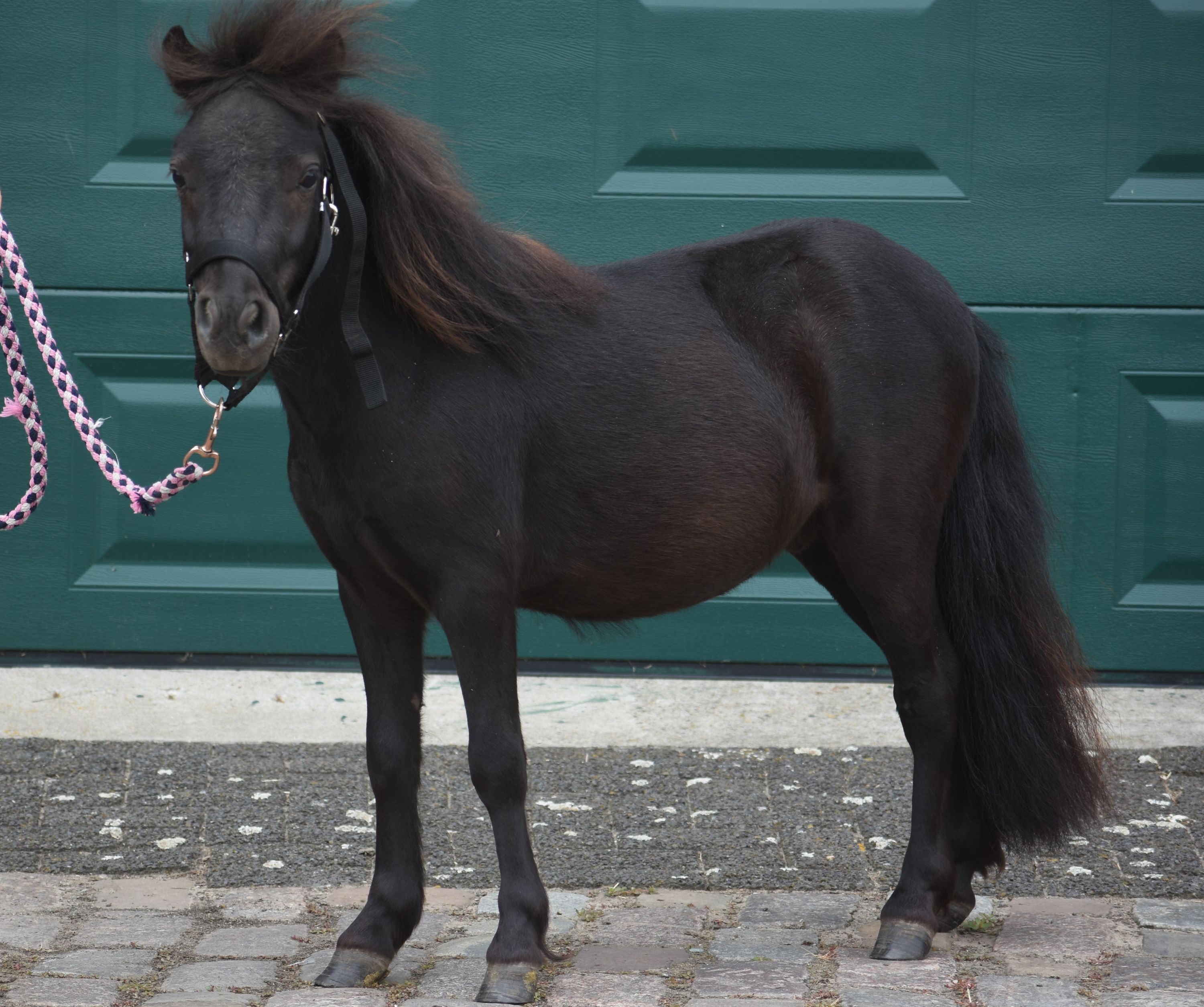 shetland allround-pony hengst 2 jaar zwart te koop - Foto 3