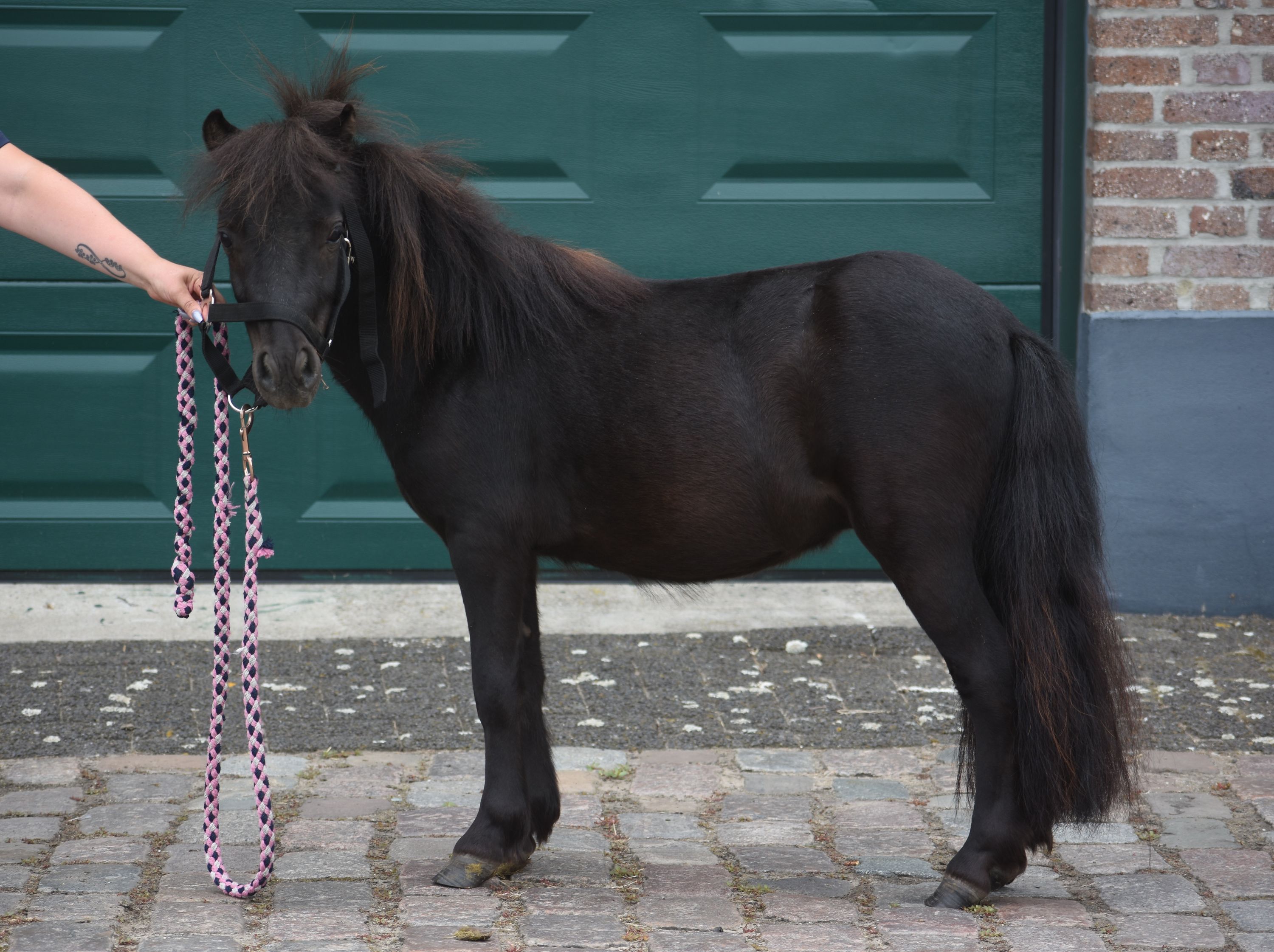 shetland allround-pony hengst 2 jaar zwart te koop - Foto 4
