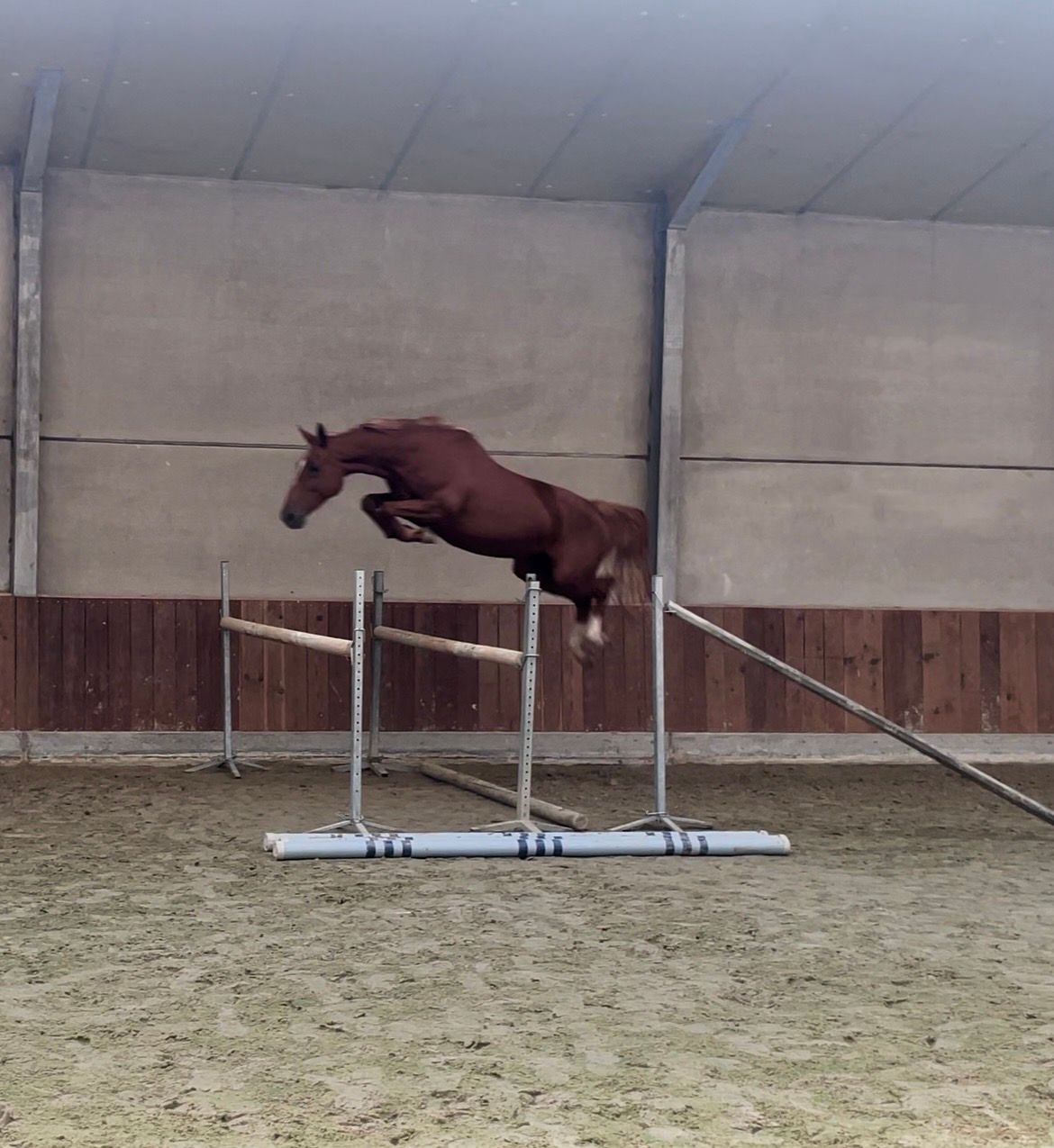 4-jarige merrie (kasanova X Lector) 