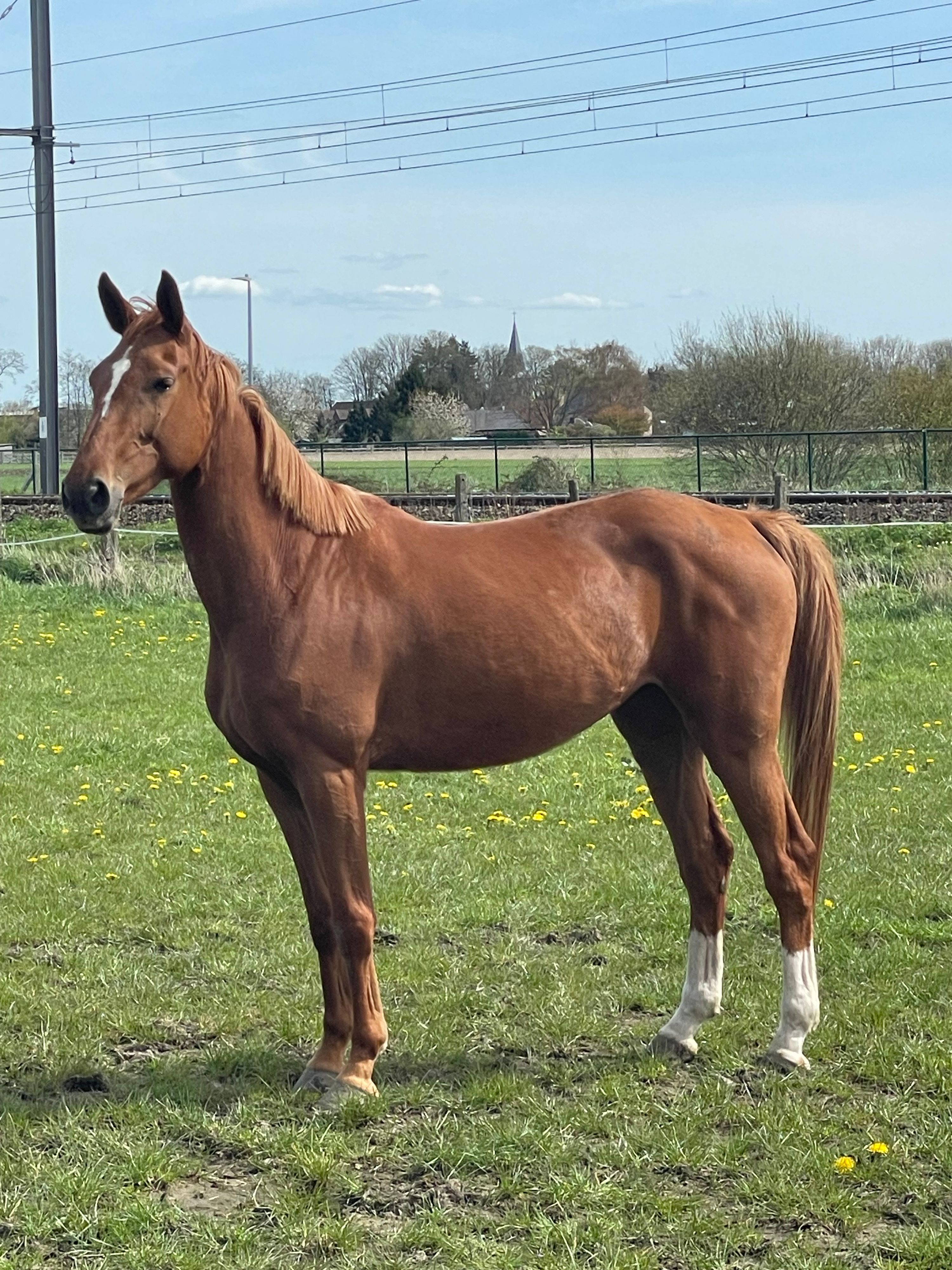 bwp springpaard merrie 4 jaar vos te koop - Foto 5