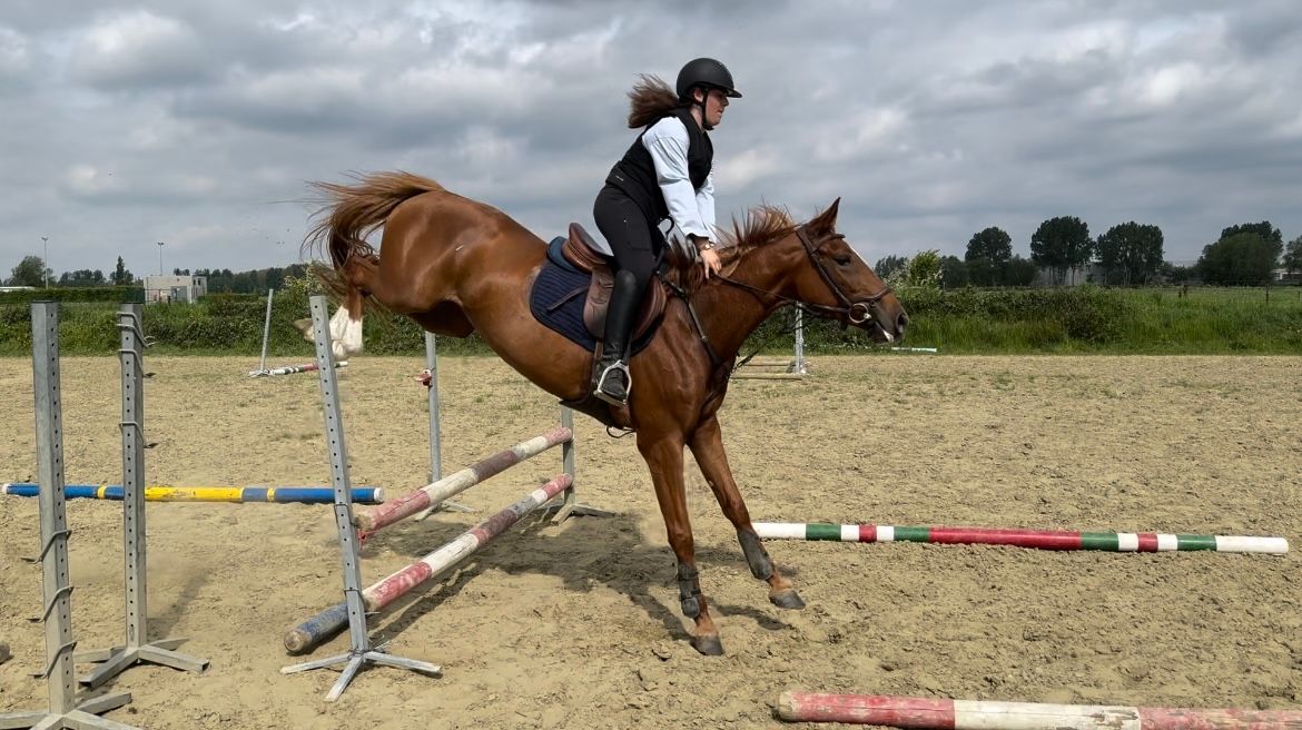 bwp springpaard merrie 4 jaar vos te koop - Foto 4