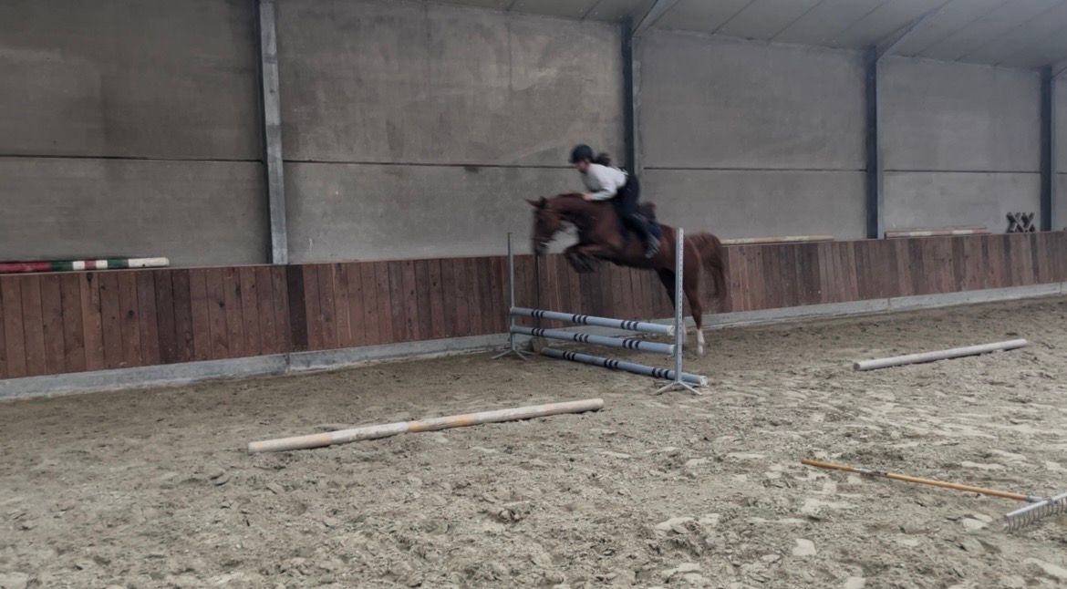 bwp springpaard merrie 4 jaar vos te koop - Foto 2