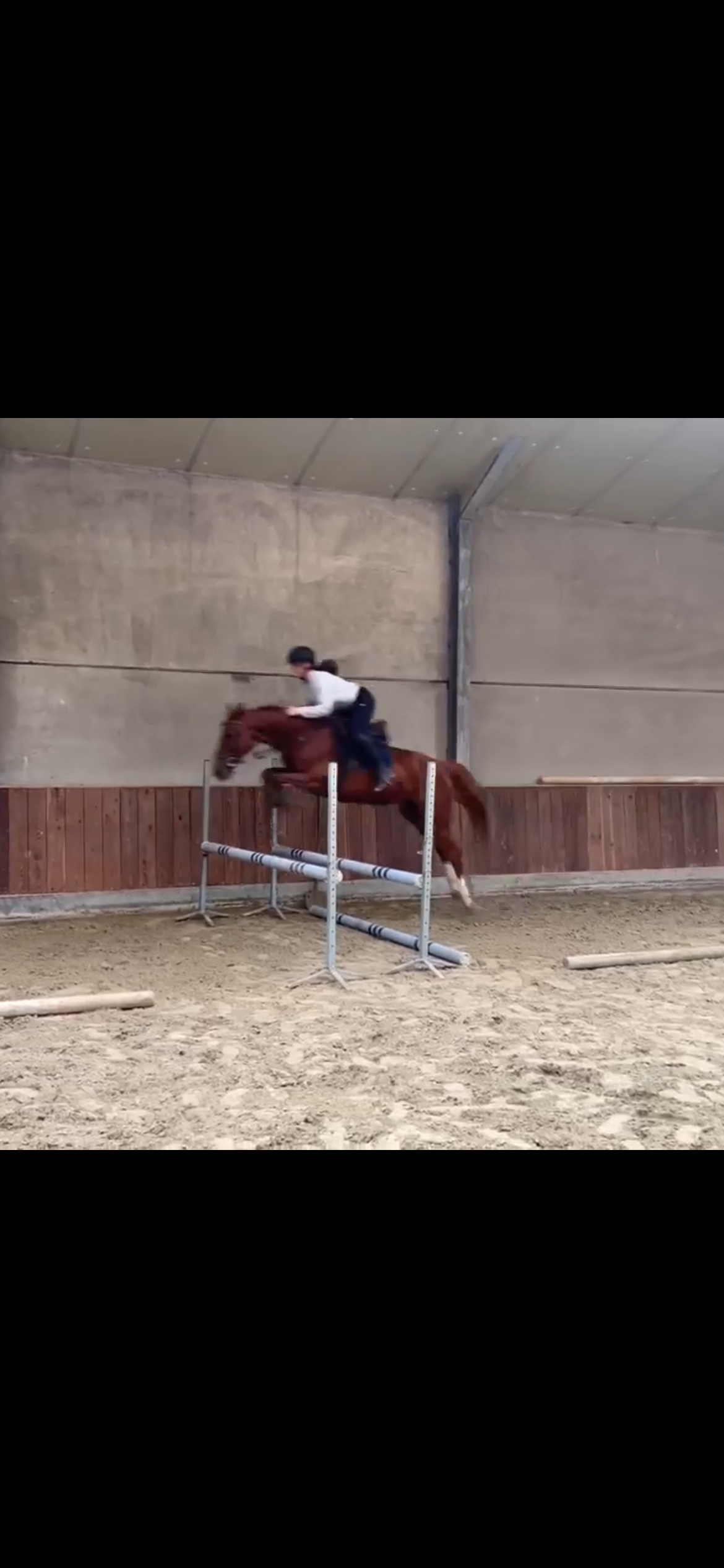 bwp springpaard merrie 4 jaar vos te koop - Foto 3