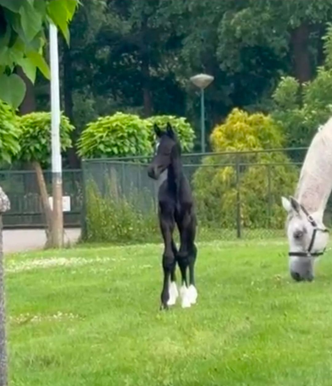 kwpn springpaard hengst 0 vuotta schimmel myytävänä - Kuva 2