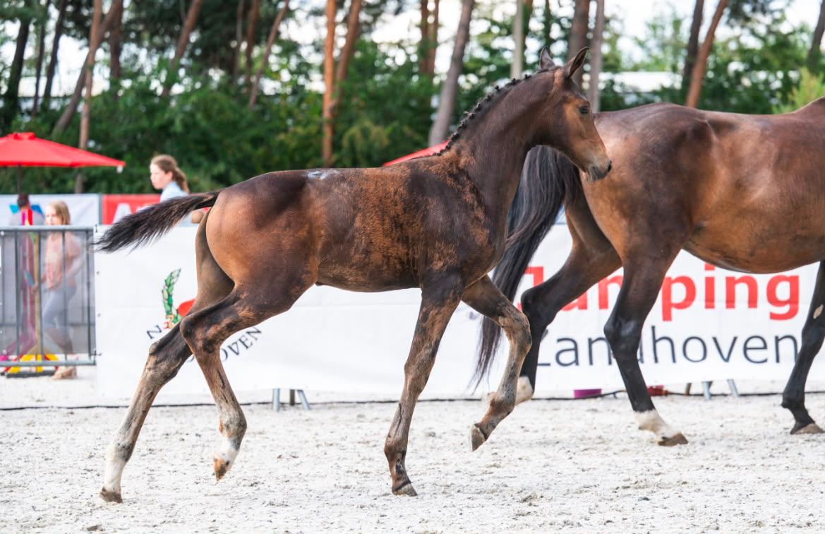 bwp dressuurpaard merrie 0 jaar donkerbruin te koop - Foto 2