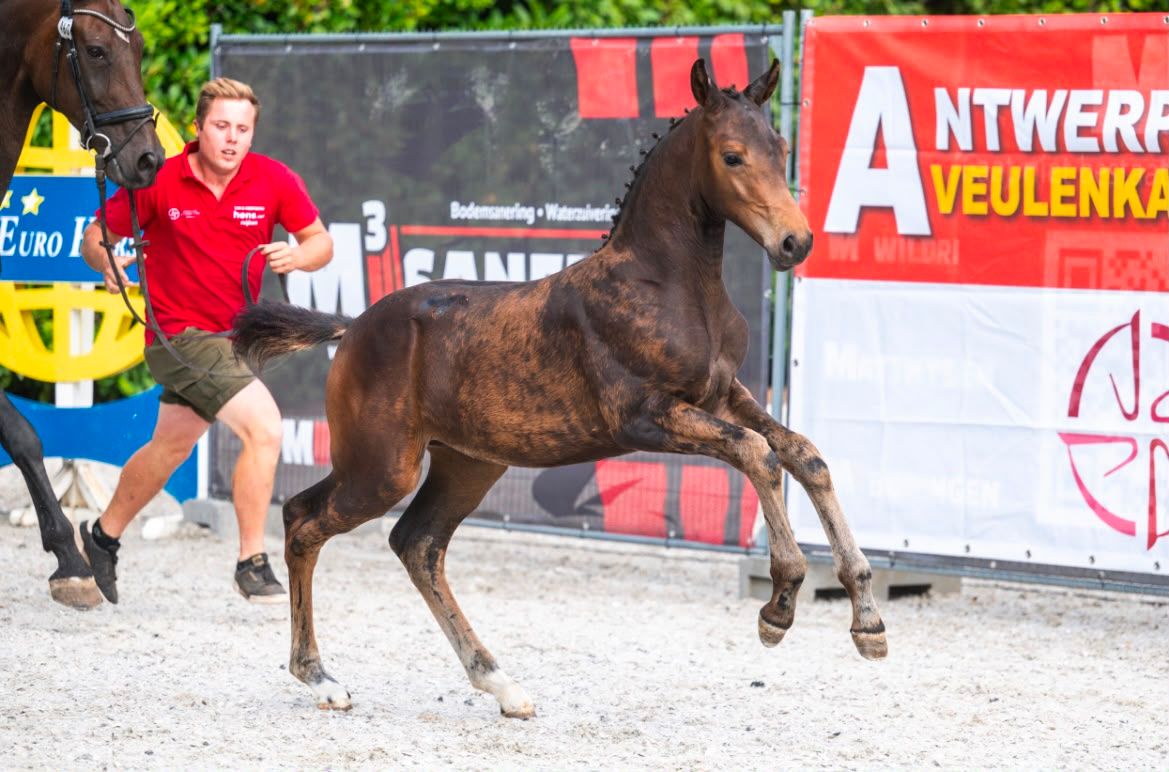 bwp dressuurpaard merrie 0 jaar donkerbruin te koop - Foto 3