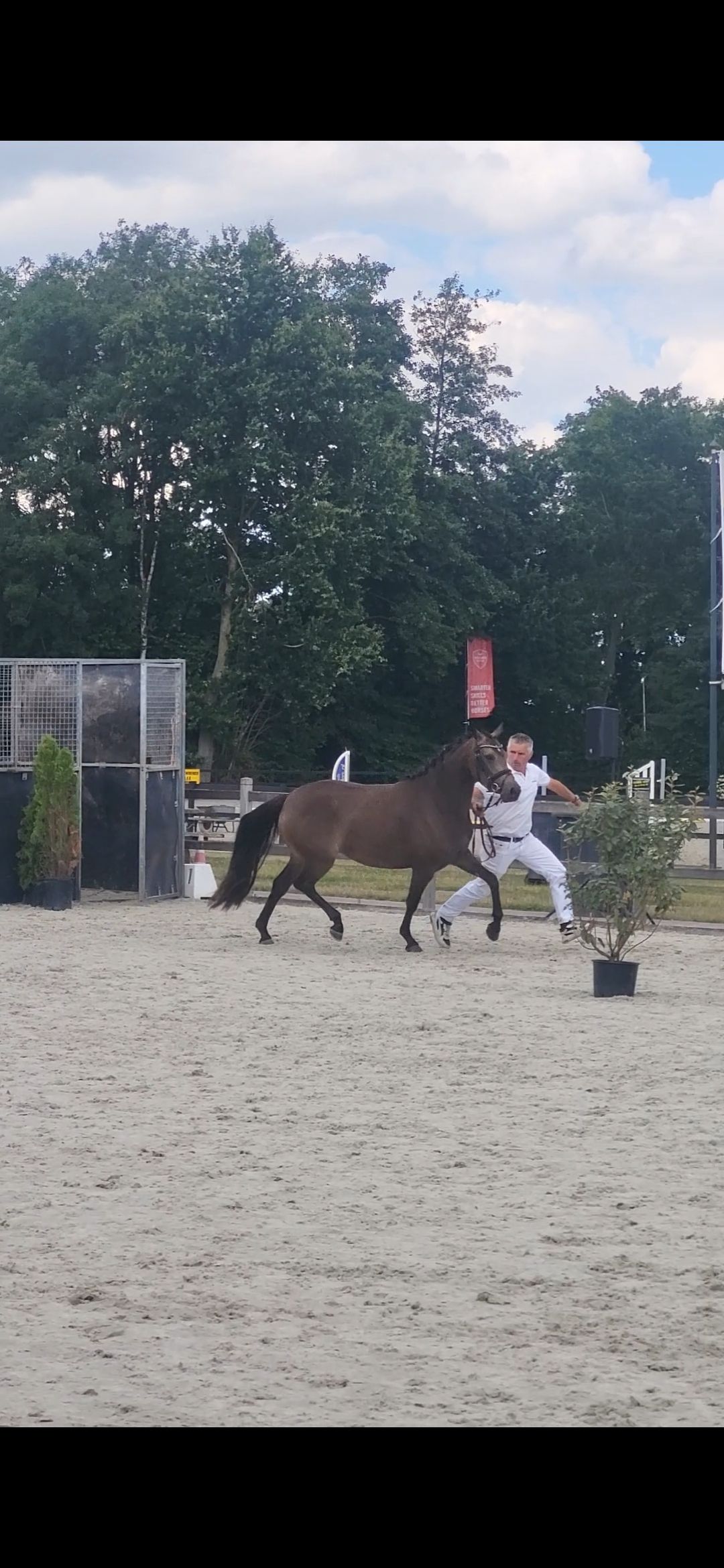 welsh allround-pony merrie 3 jaar te koop - Foto 2