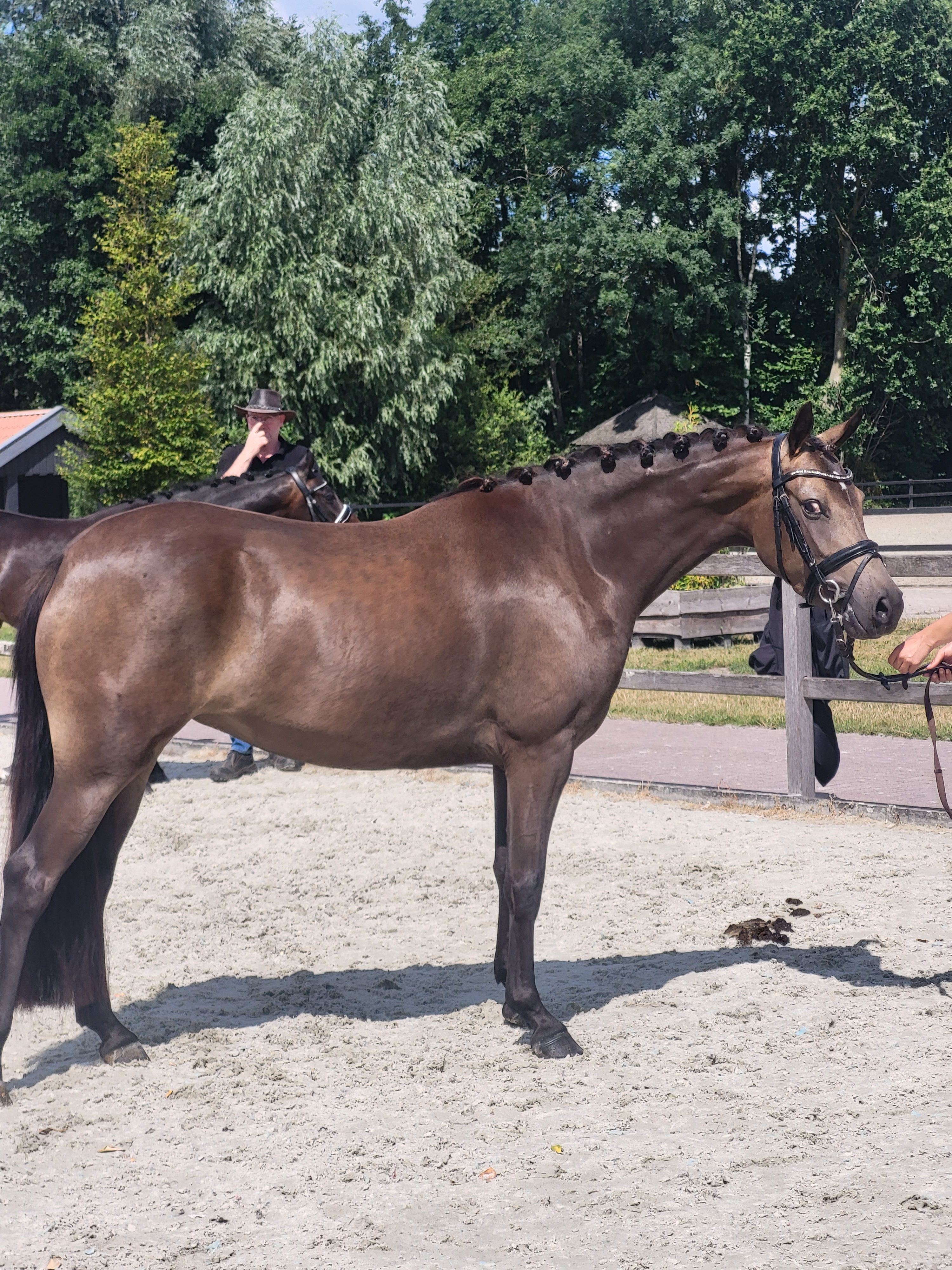 Topmerrie uit Z2-Kroon-moeder! | Brouwershaven’s Valentino x A Perfect Dot