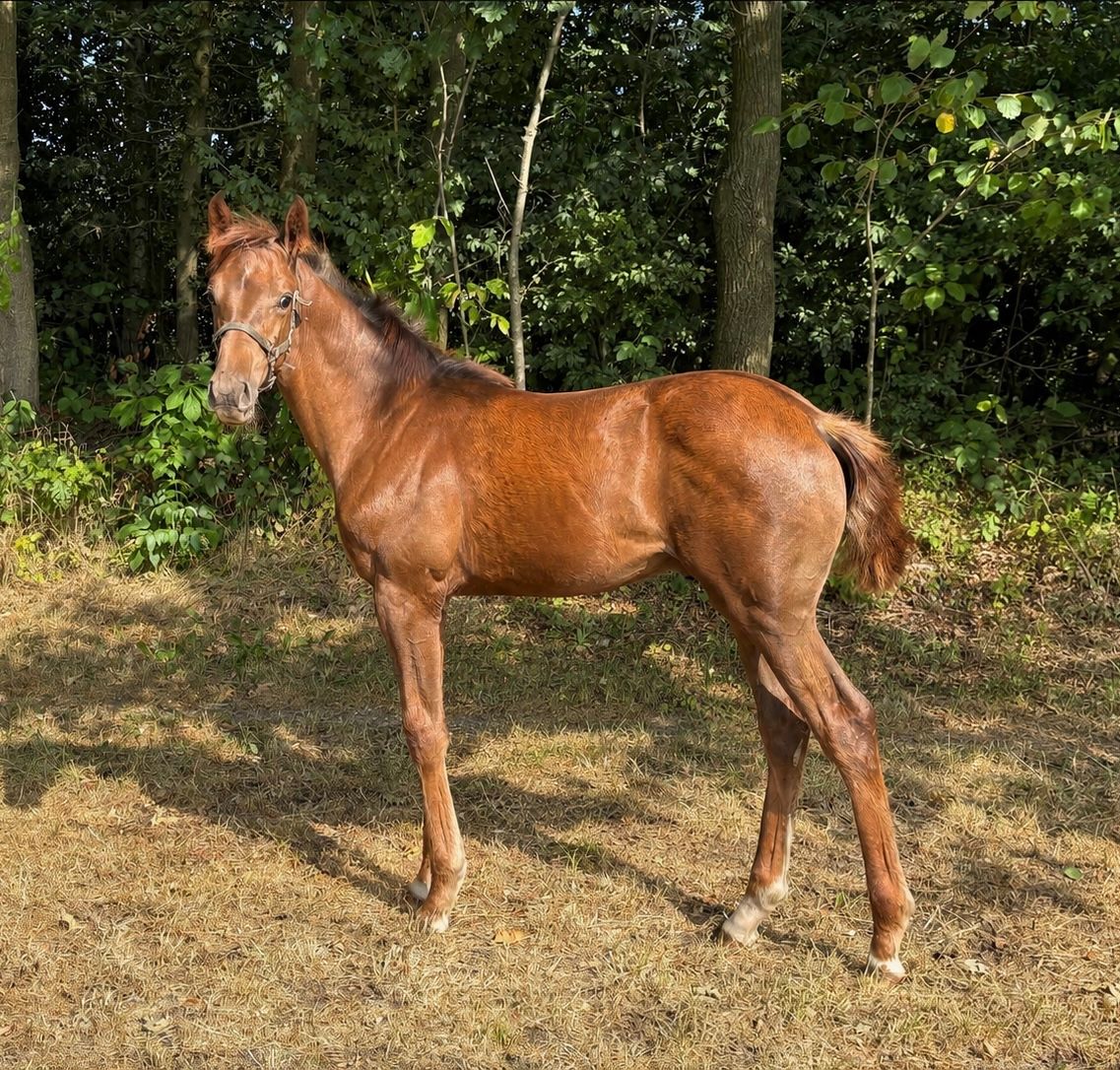 kwpn dressuurpaard hengst 0 años kastanje en venta - Foto 3