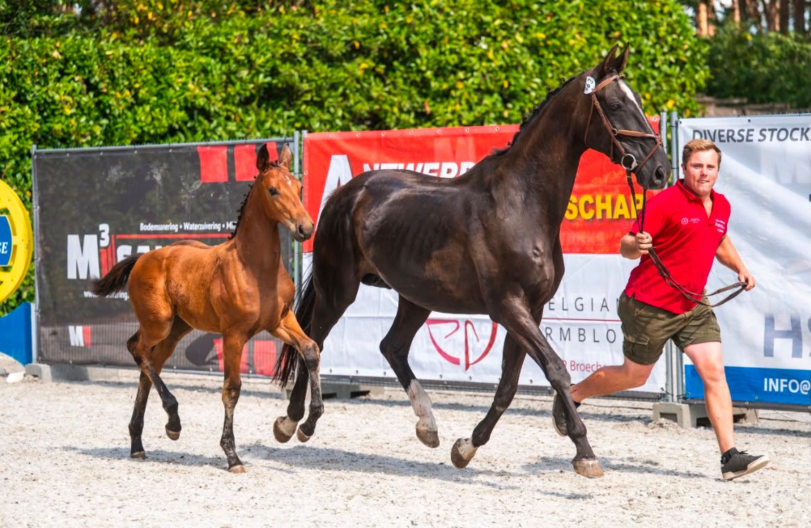 bwp dressuurpaard merrie 0 jaar bruin te koop - Foto 2
