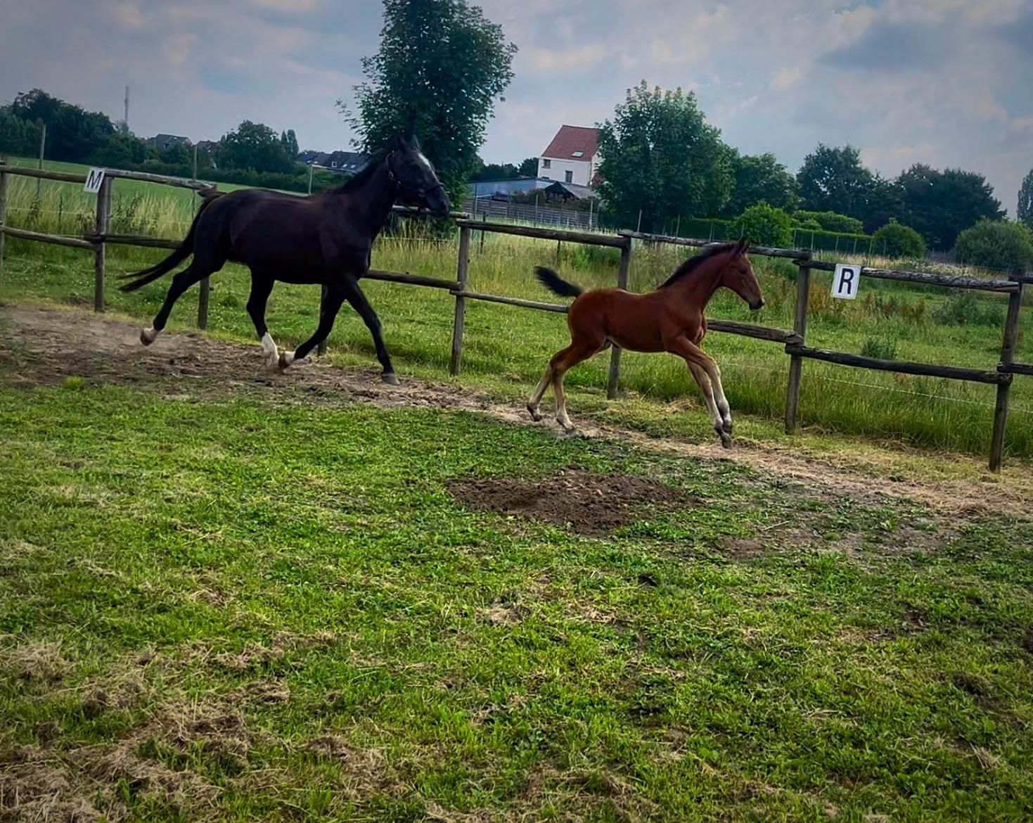 bwp dressuurpaard merrie 0 jaar bruin te koop - Foto 4