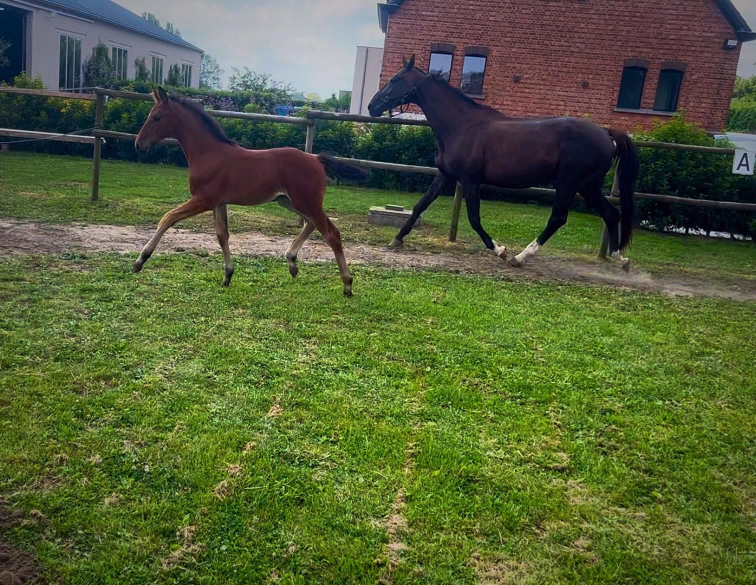 bwp dressuurpaard merrie 0 jaar bruin te koop - Foto 5