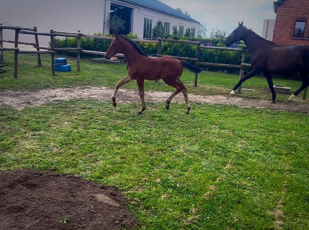 bwp dressuurpaard merrie 0 jaar bruin te koop - Foto 3