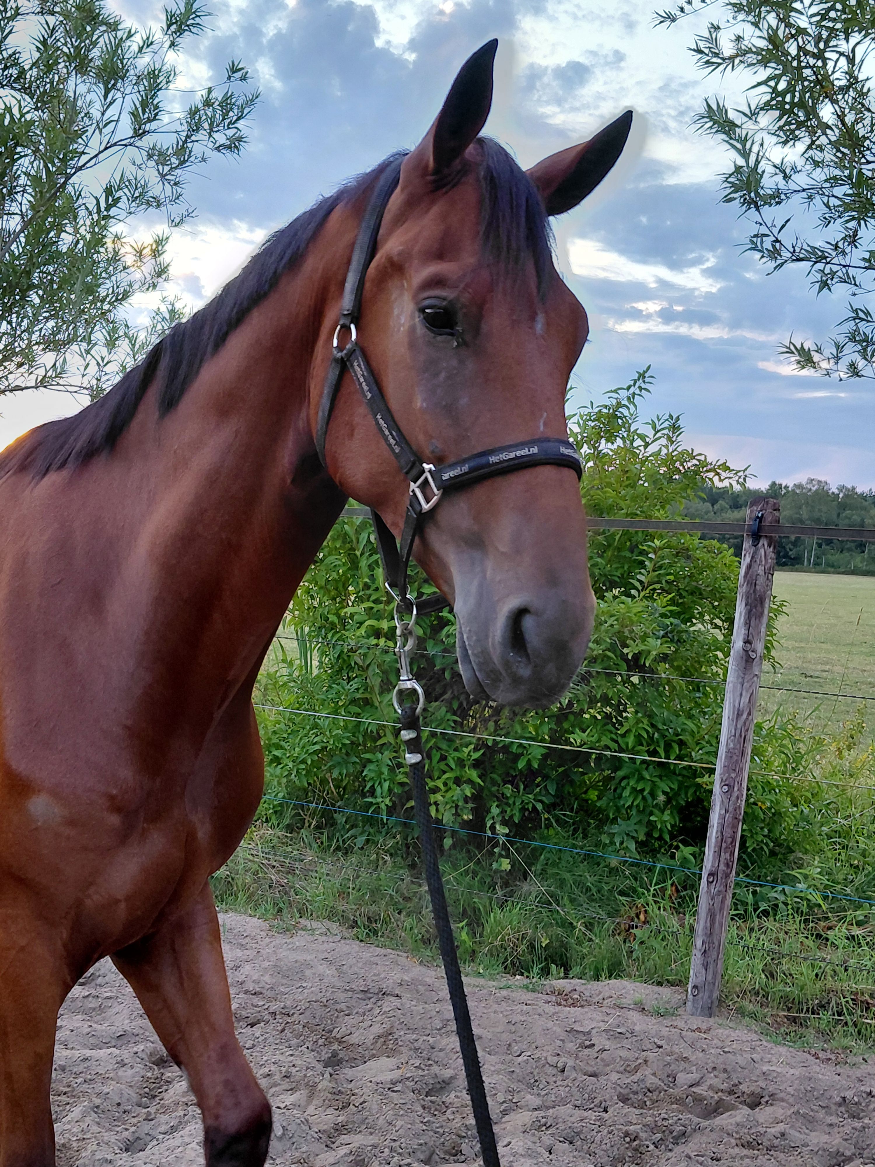 kwpn dressuurpaard ruin 4 vuotta bruin myytävänä - Kuva 2