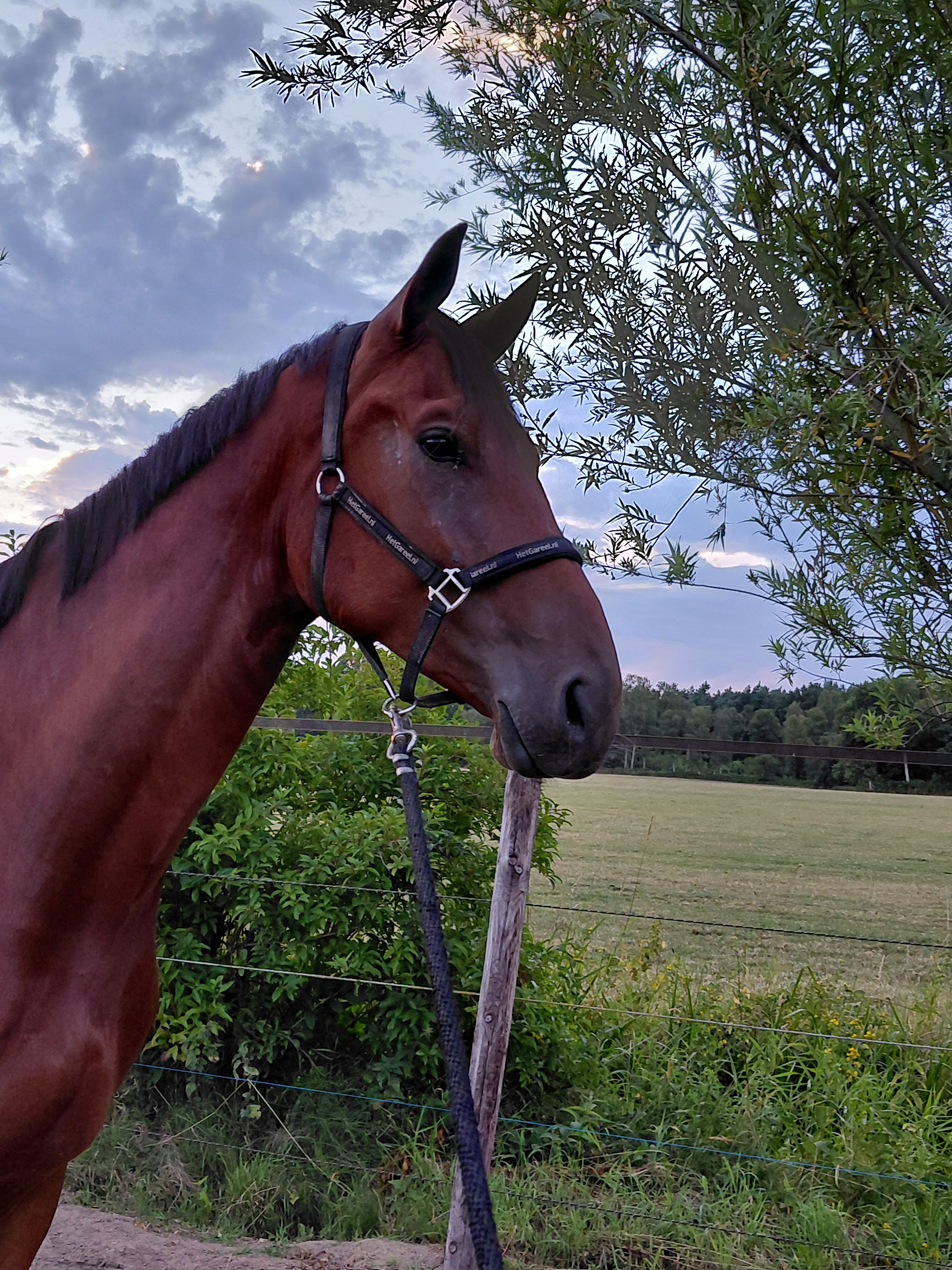 kwpn dressuurpaard ruin 4 vuotta bruin myytävänä - Kuva 6
