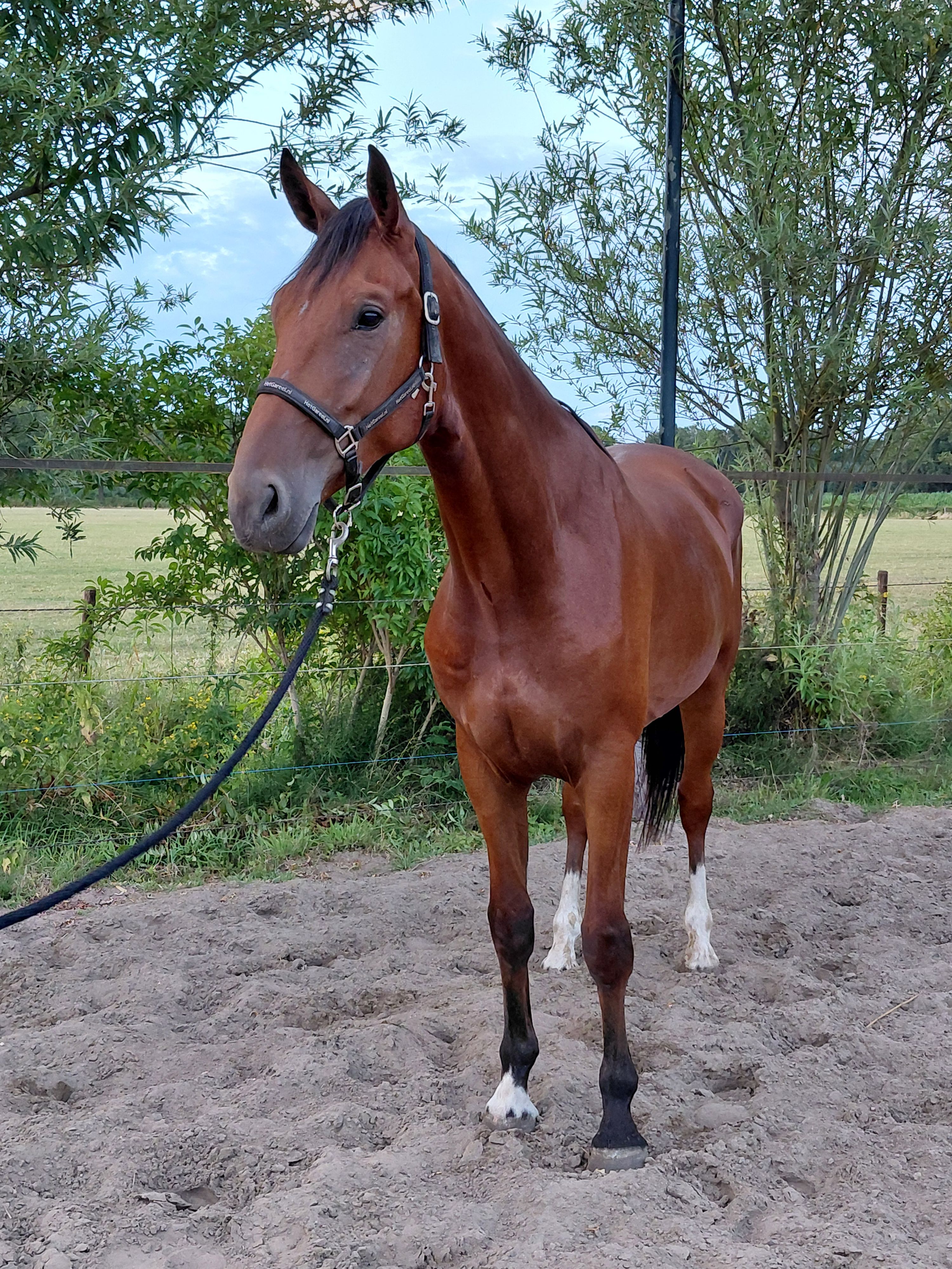kwpn dressuurpaard ruin 4 vuotta bruin myytävänä - Kuva 5