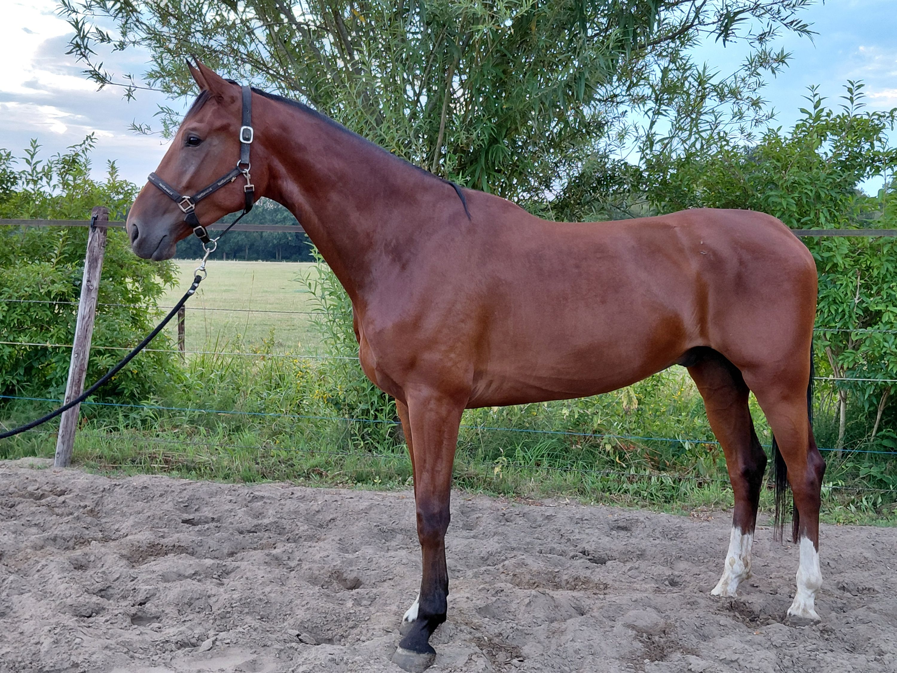 kwpn dressuurpaard ruin 4 vuotta bruin myytävänä - Kuva 3