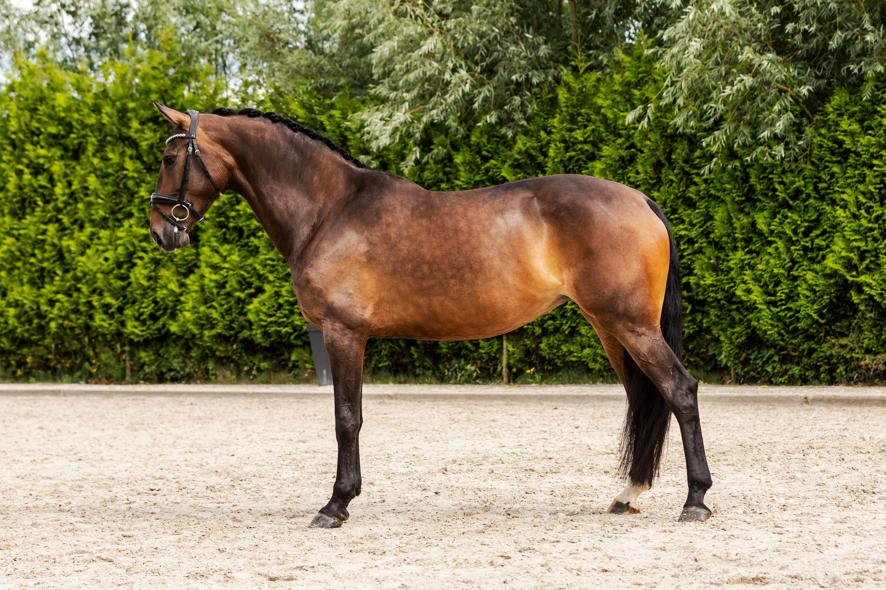 kwpn dressuurpaard merrie 7 岁 bruin 出售 - 照片 2