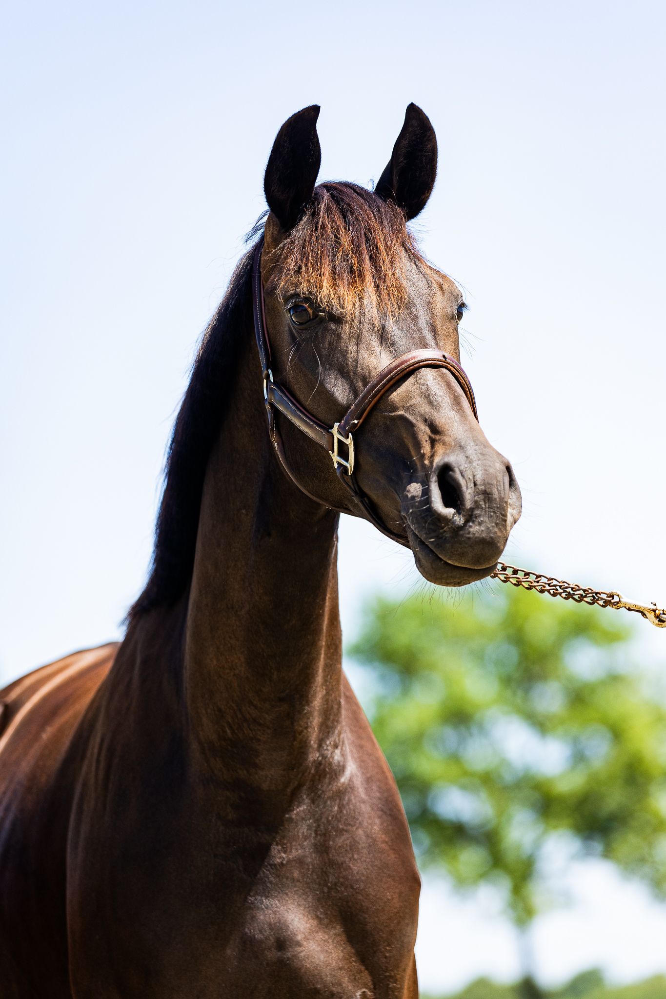 Zurona-merrielijn (Merrielijn 213, familie 425). dressuurpaard merrie 0 岁 donkerbruin 出售 - 照片 6