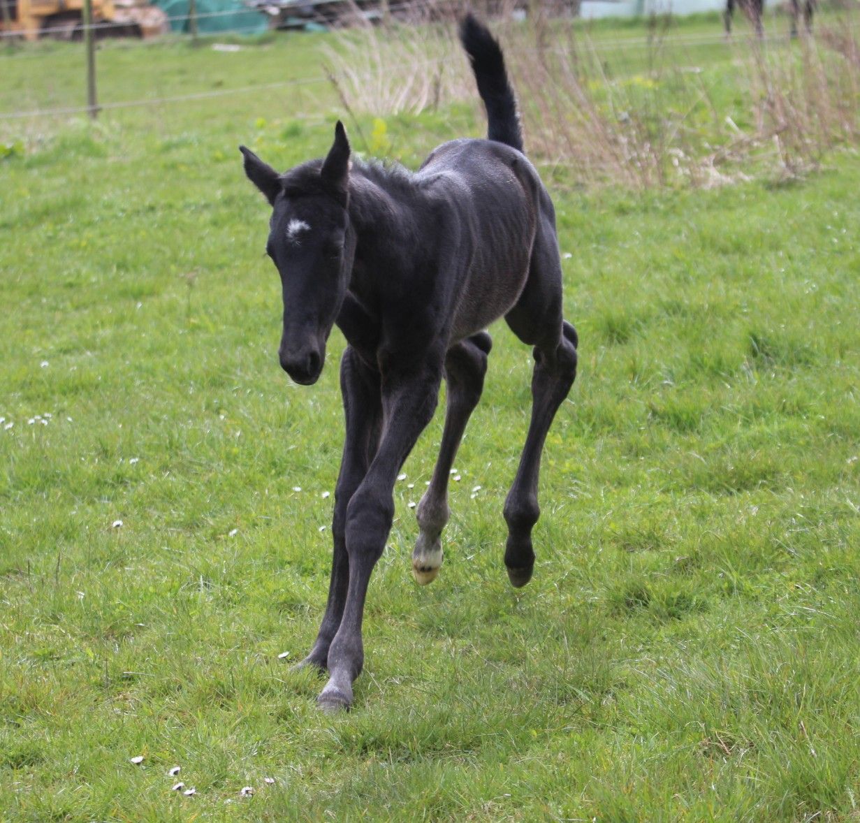 Correct fillies Secret x Gribaldi (Ravalijn).