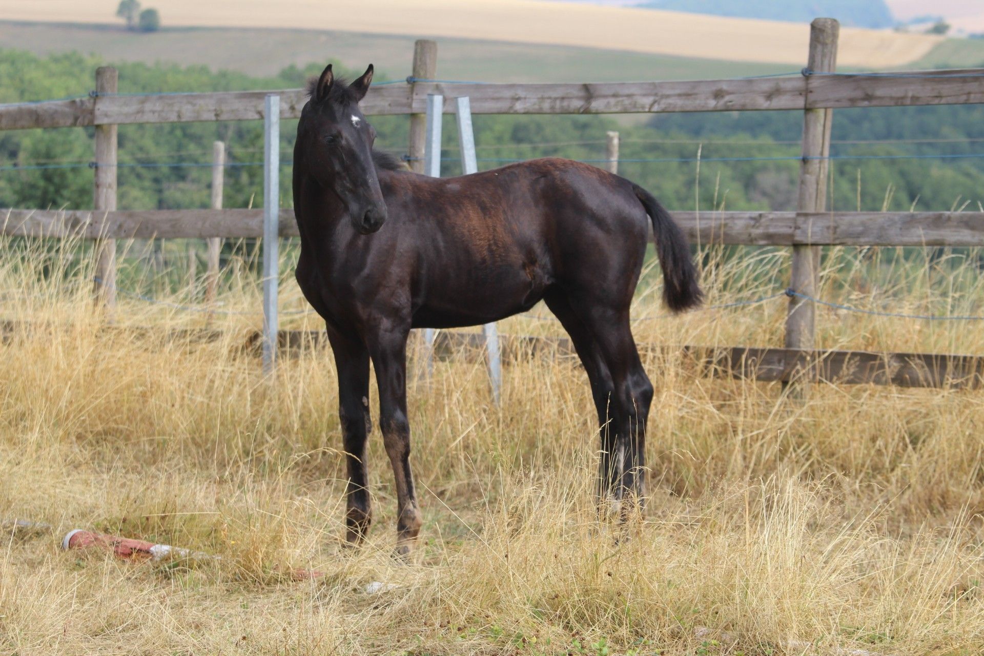 hanovarian dressuurpaard merrie 0 岁 zwart 出售 - 照片 6