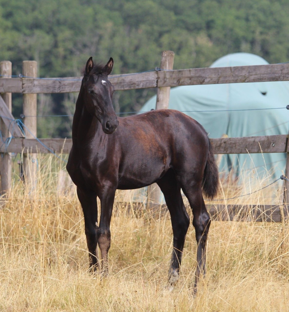 hanovarian dressuurpaard merrie 0 岁 zwart 出售 - 照片 5