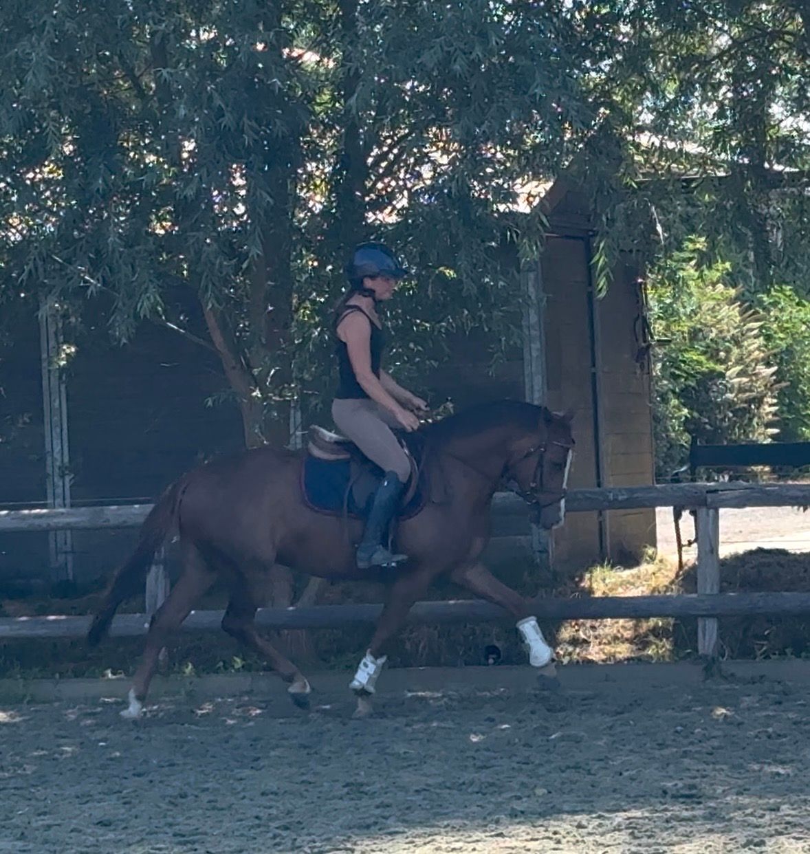 Sehr feines Allround-New Forest Pony