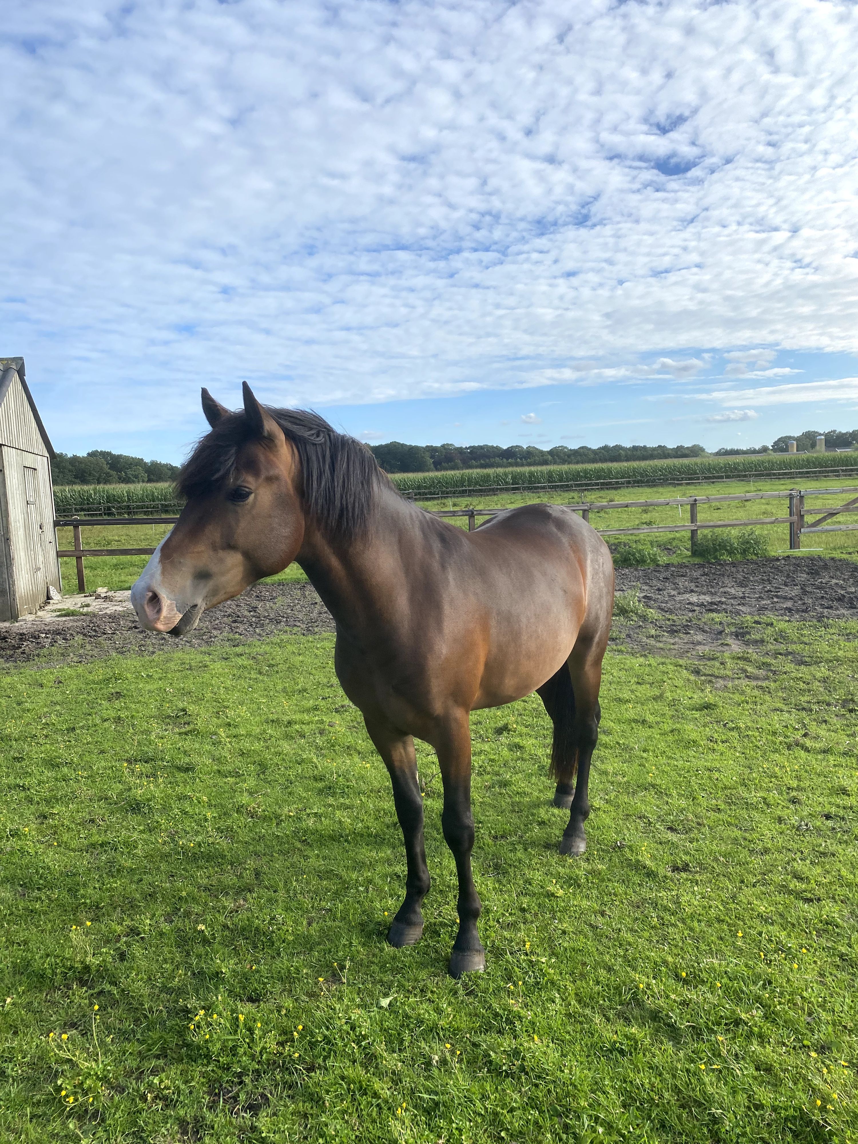 new-forest allround-pony ruin 5 jaar bruin te koop - Foto 3