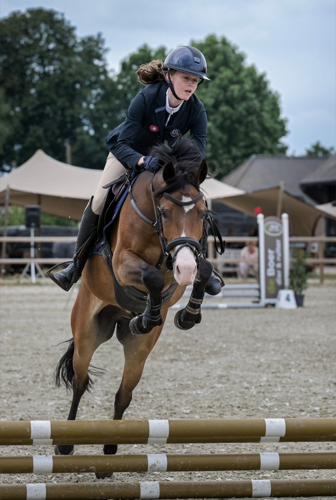 new-forest allround-pony ruin 5 jaar bruin te koop - Foto 2