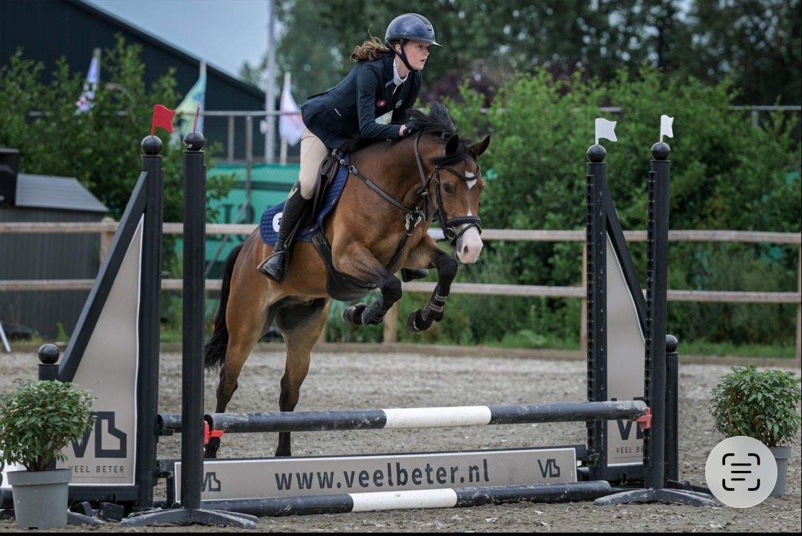 Mooie 5 jarige New Forest D-pony