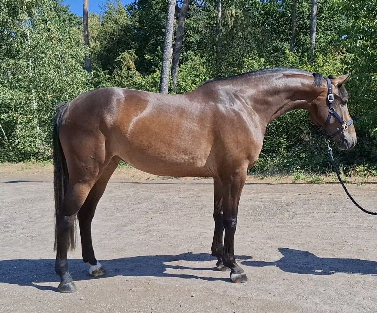 kwpn springpaard merrie 4 years old bruin for sale - Photo 2