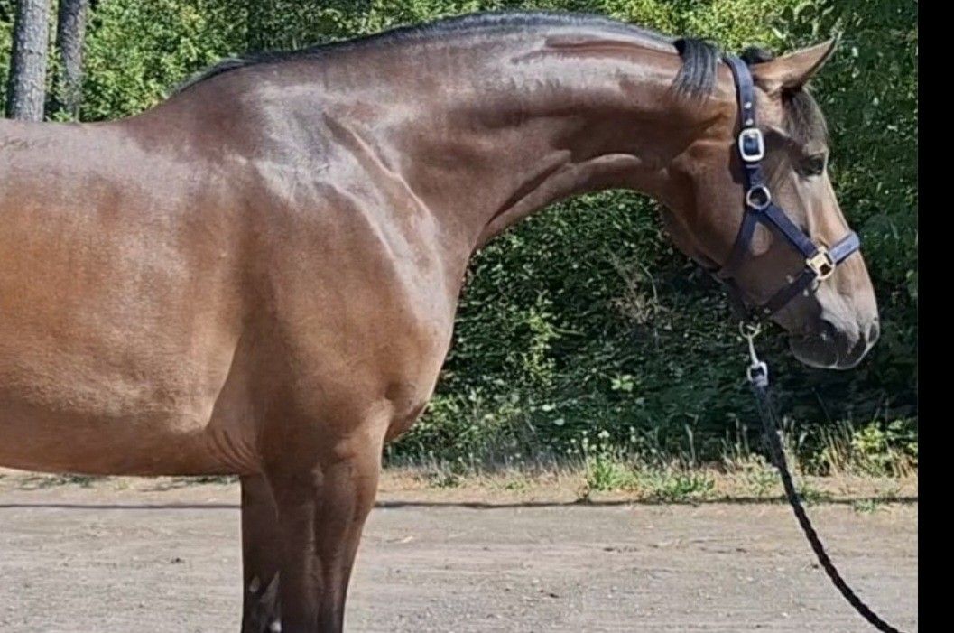 kwpn springpaard merrie 4 years old bruin for sale - Photo 3