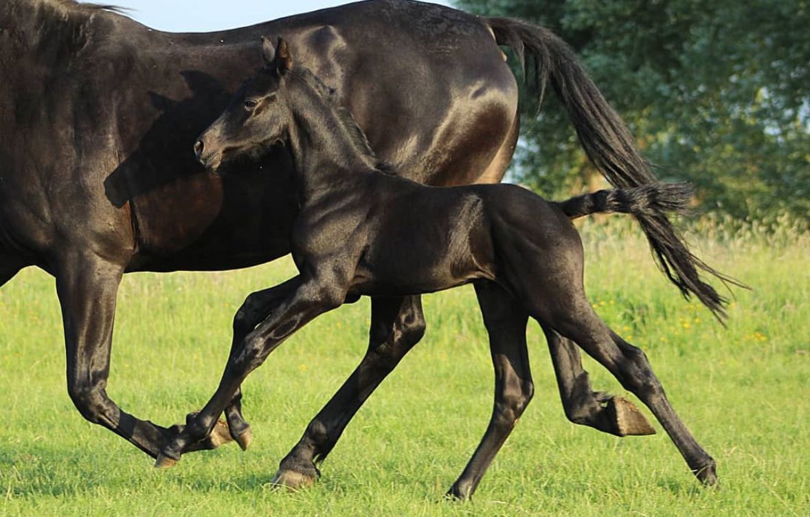 kwpn dressuurpaard merrie 6 years old zwart for sale - Photo 3