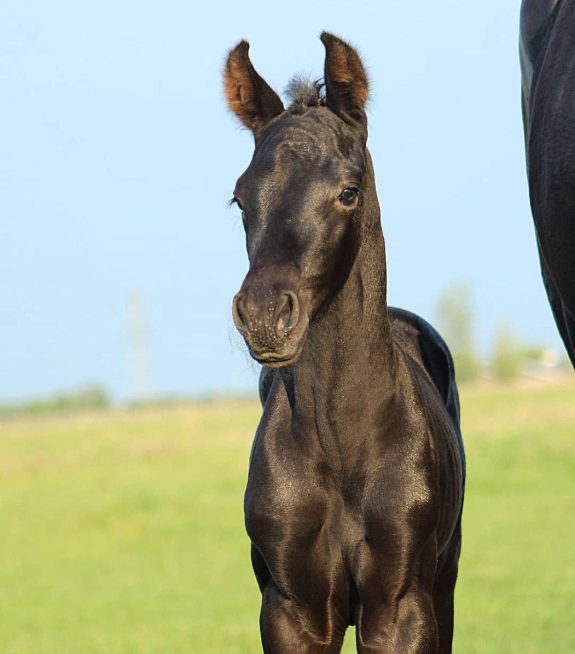 kwpn dressuurpaard merrie 6 years old zwart for sale - Photo 4