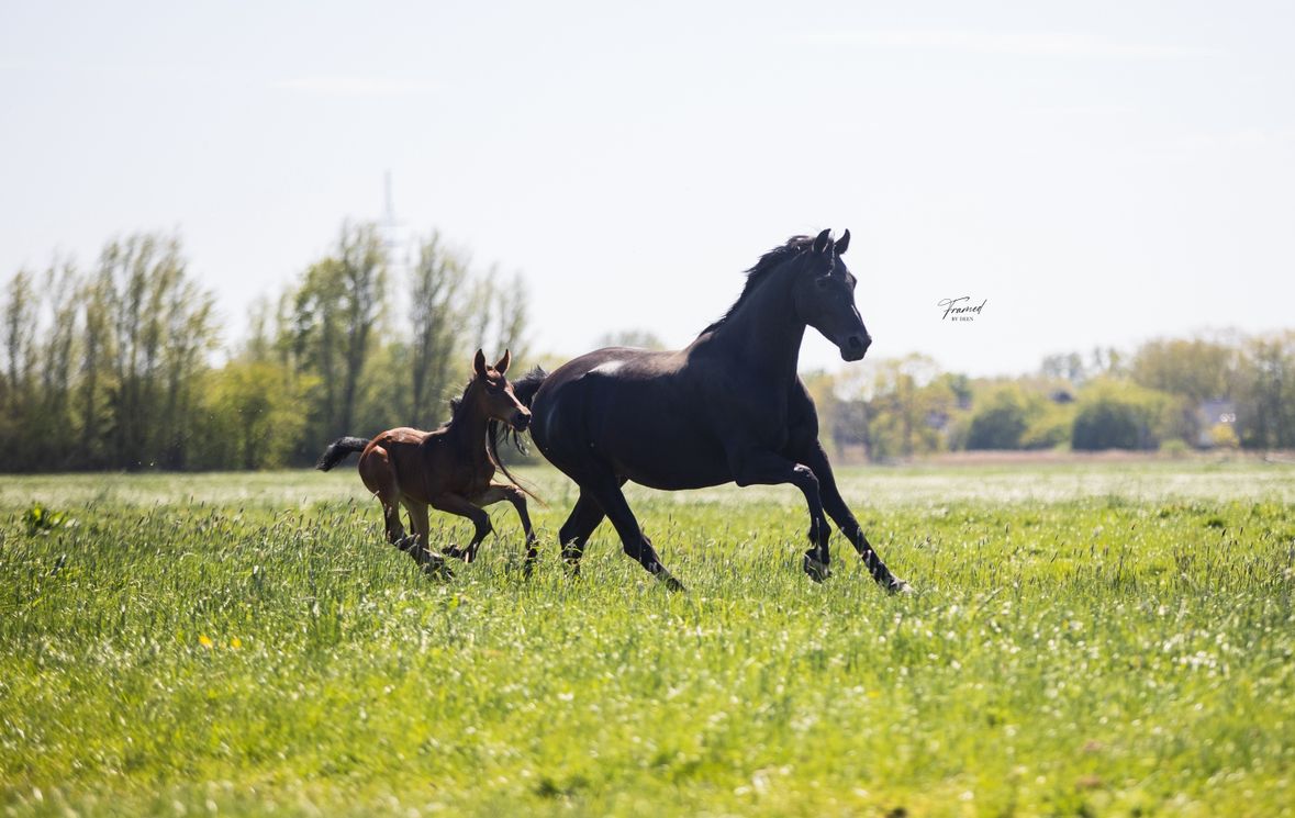 kwpn dressuurpaard merrie 6 years old zwart for sale - Photo 2
