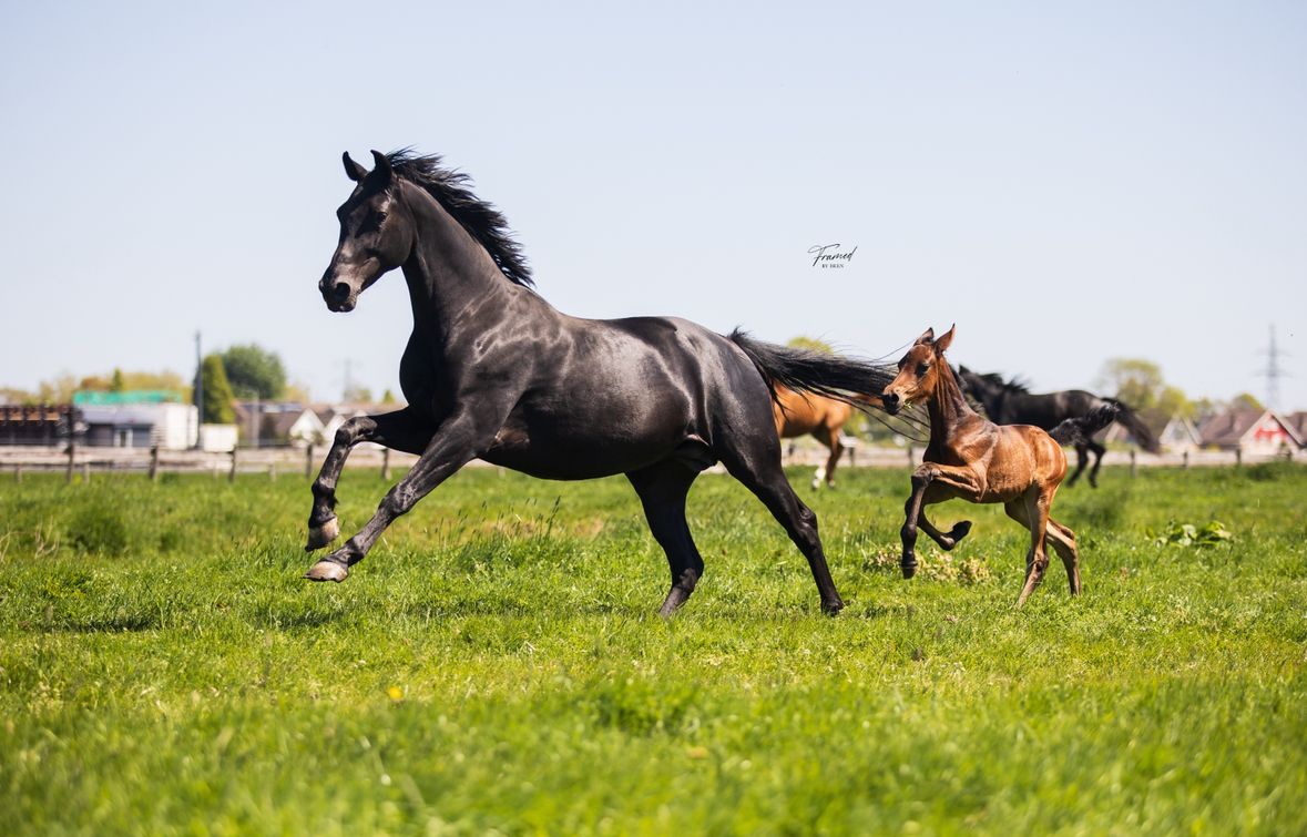 Very interesting 6-year-old mare offered for breeding/sport