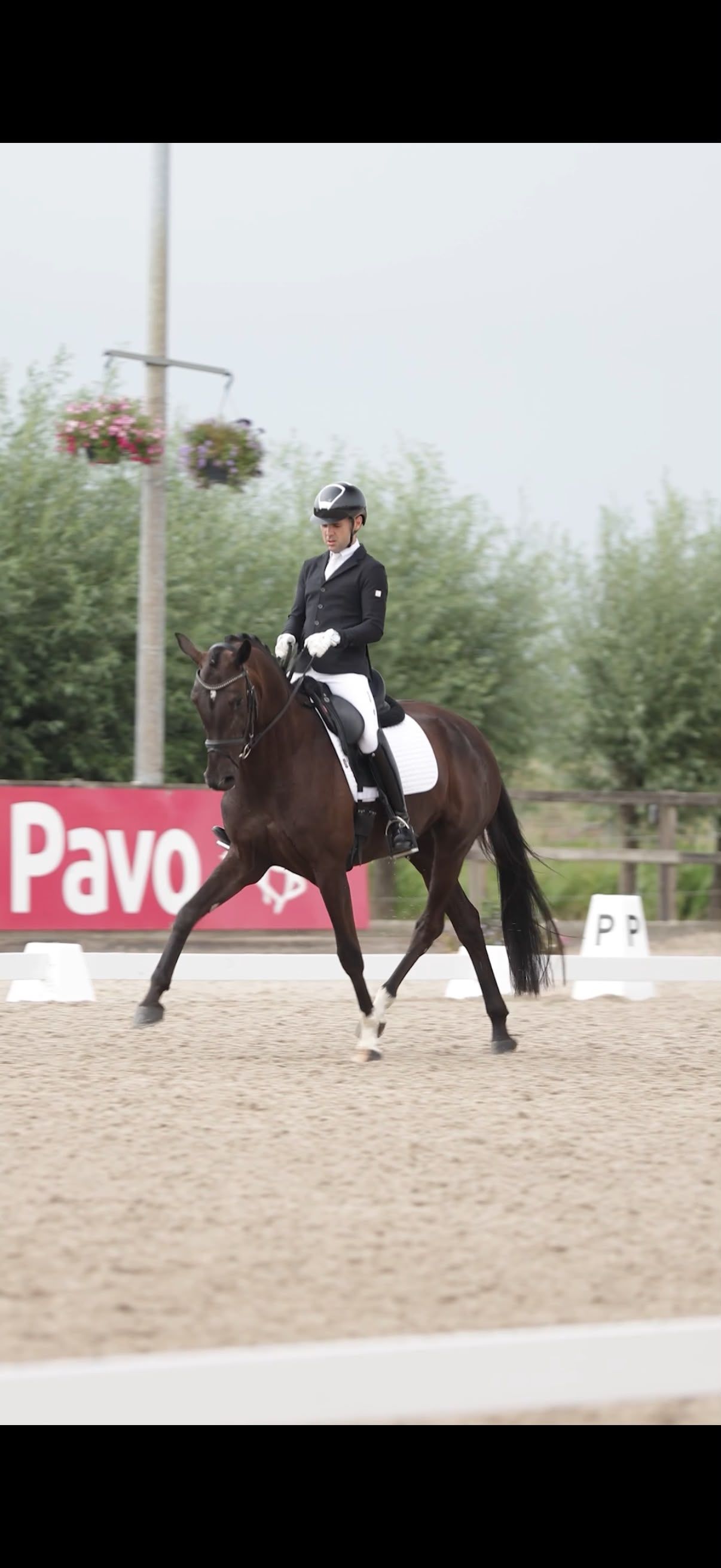 Beautiful talented 4-year-old black Elite mare
