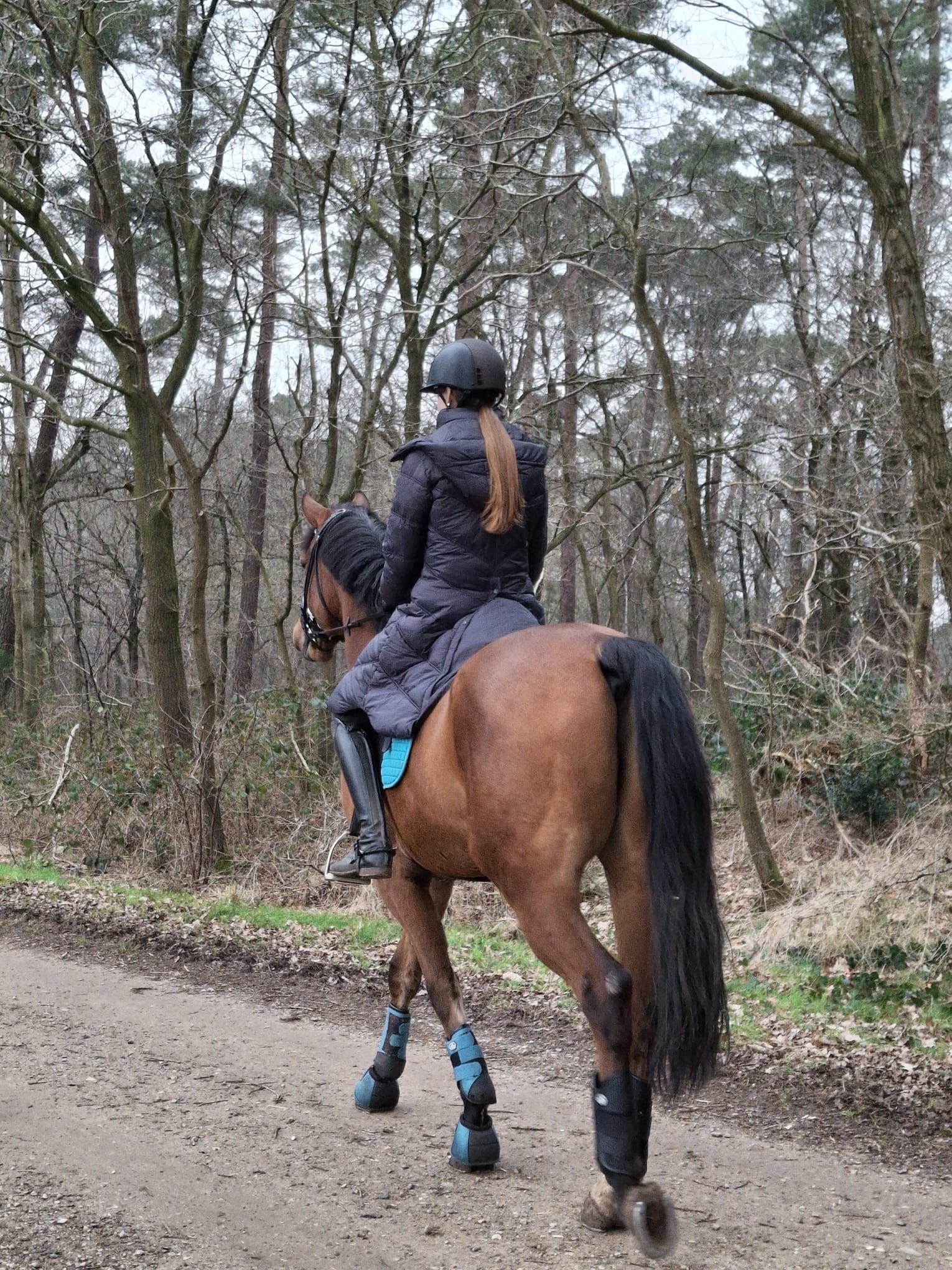 kwpn recreatie-paard ruin 8 岁 bruin 出售 - 照片 4