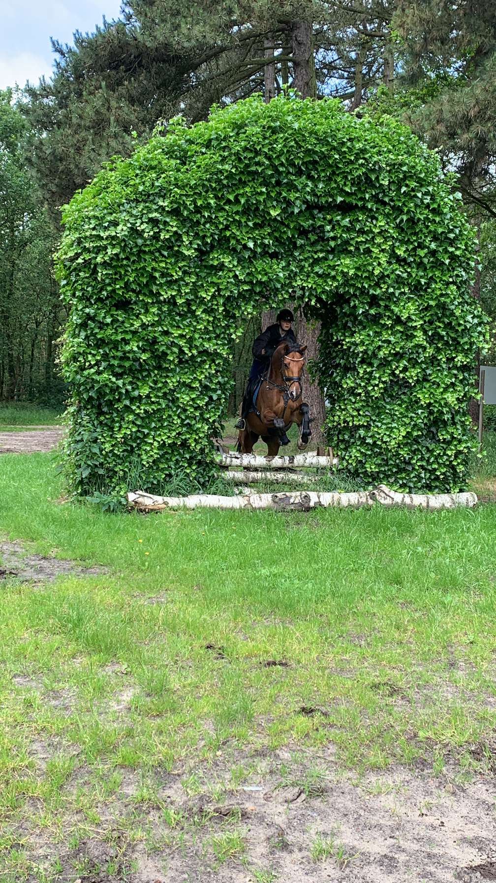 kwpn recreatie-paard ruin 8 岁 bruin 出售 - 照片 6