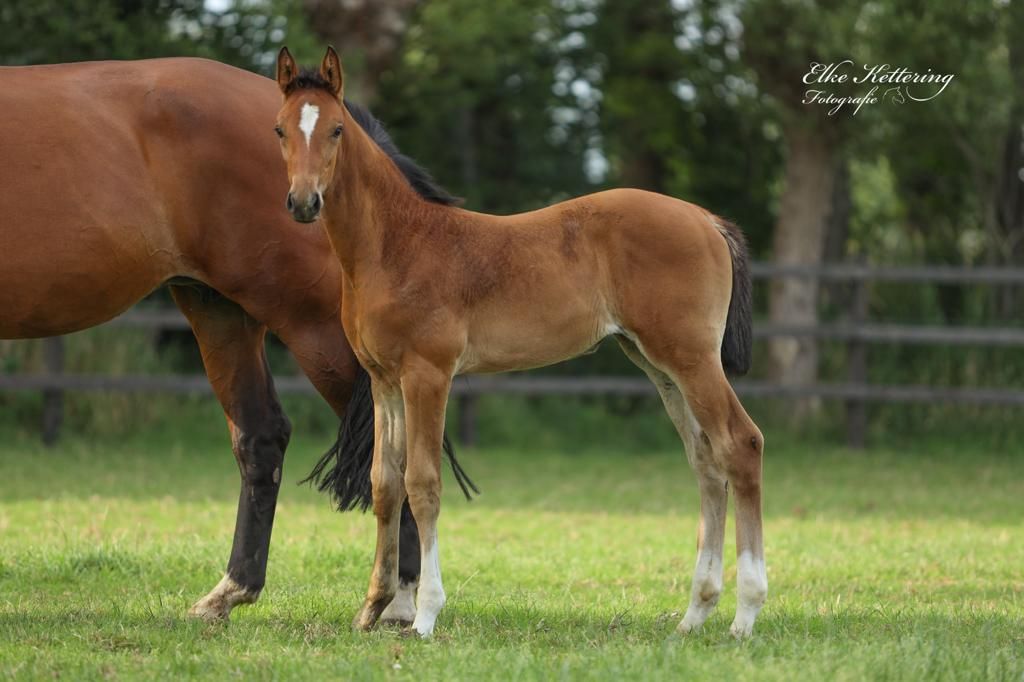 kwpn allrounder merrie 3 岁 bruin 出售 - 照片 6