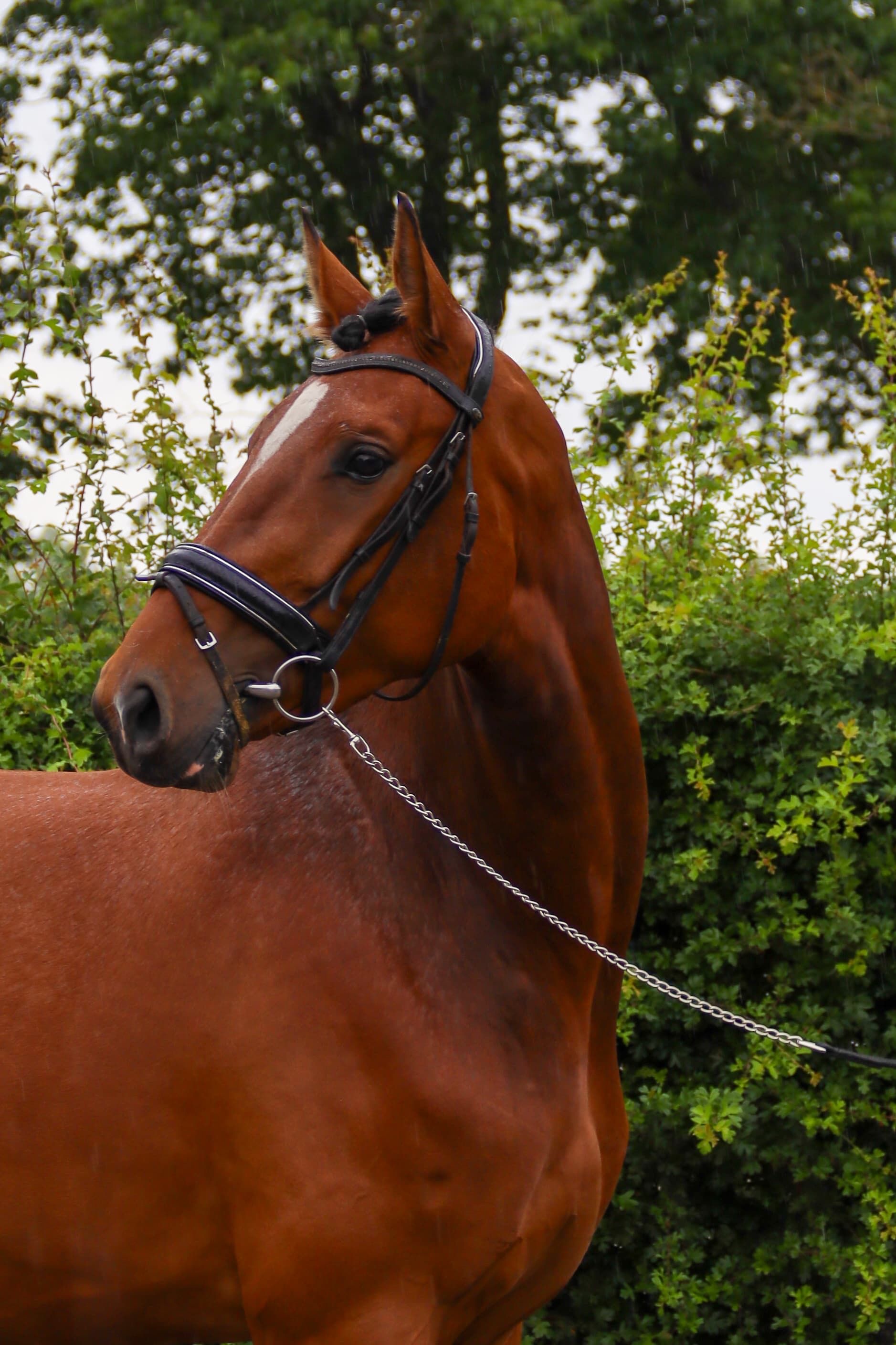 kwpn allrounder merrie 3 岁 bruin 出售 - 照片 2