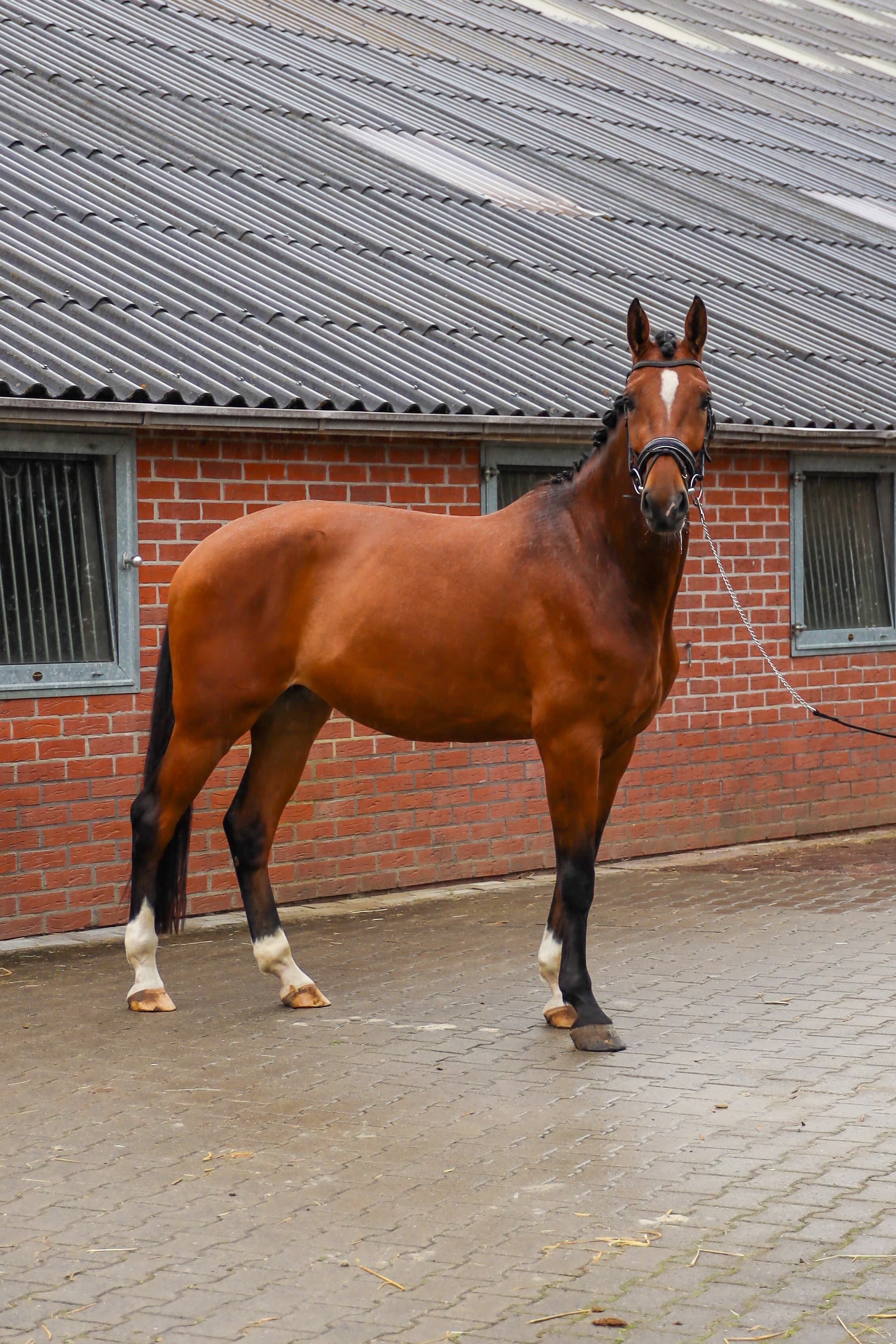 kwpn allrounder merrie 3 岁 bruin 出售 - 照片 3