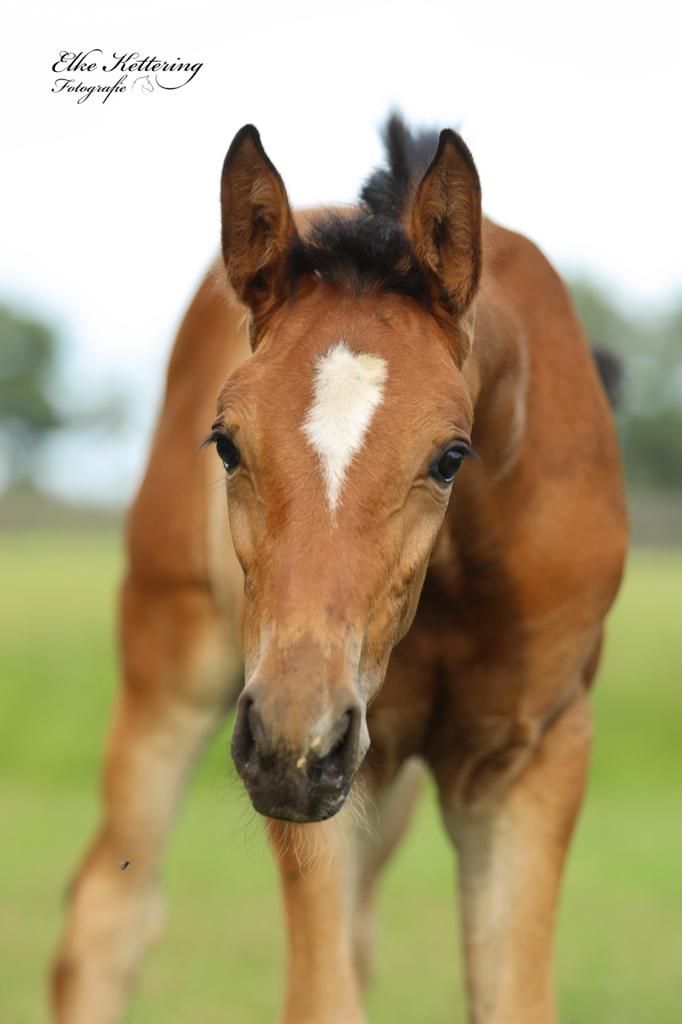 kwpn allrounder merrie 3 岁 bruin 出售 - 照片 5