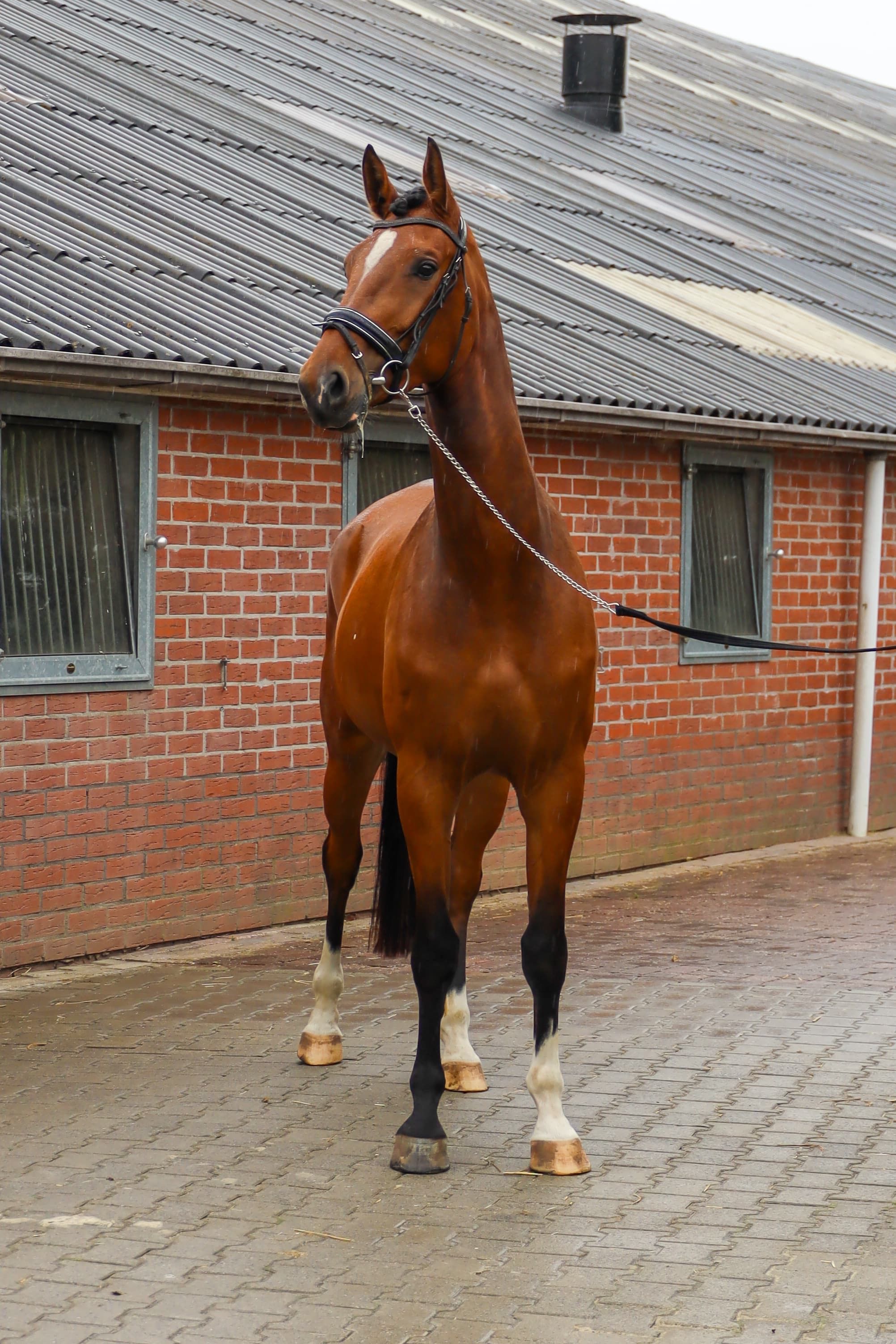 kwpn allrounder merrie 3 岁 bruin 出售 - 照片 4
