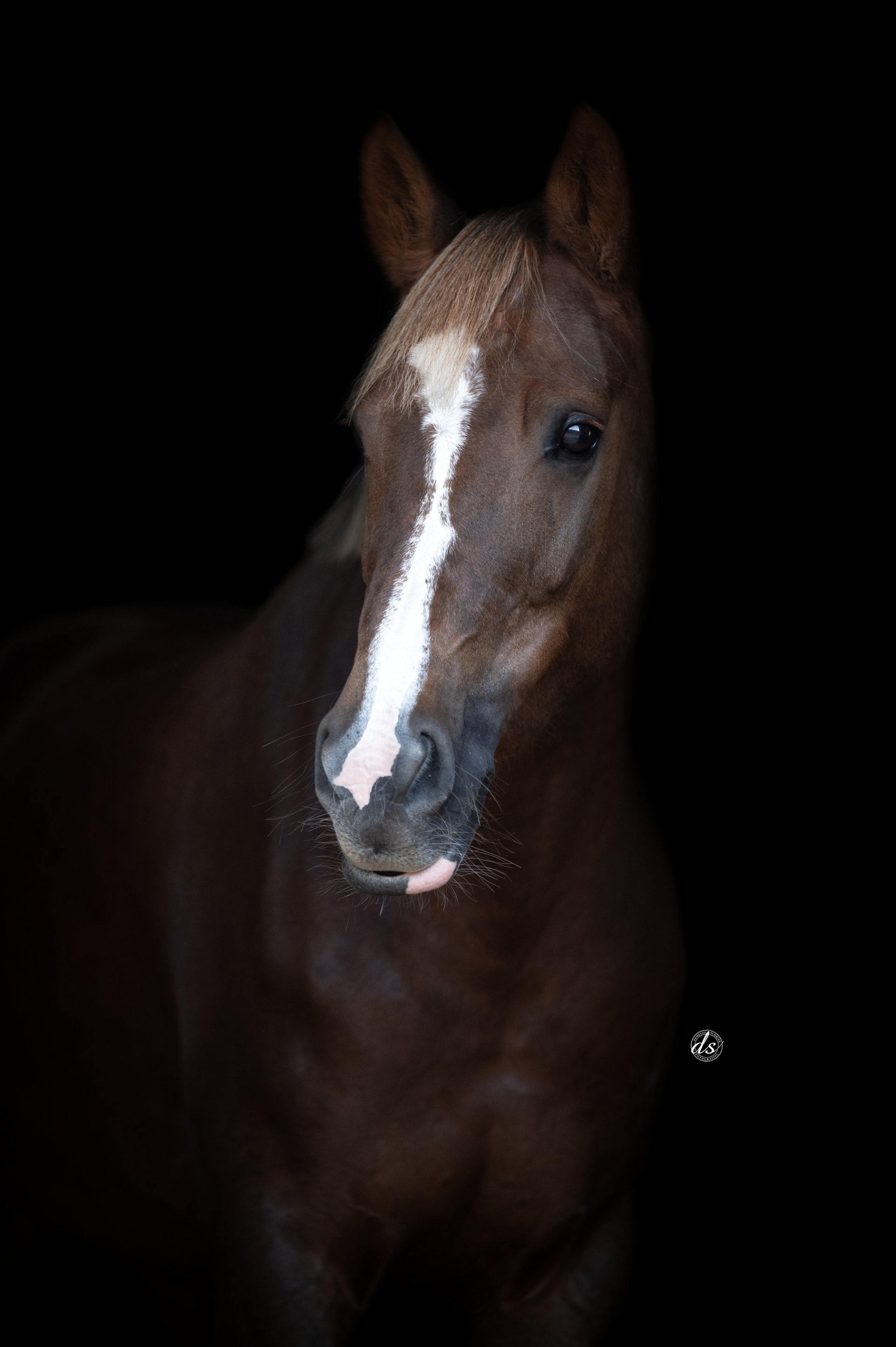 Beautiful and sweet 10-year-old Z2 dressage pony