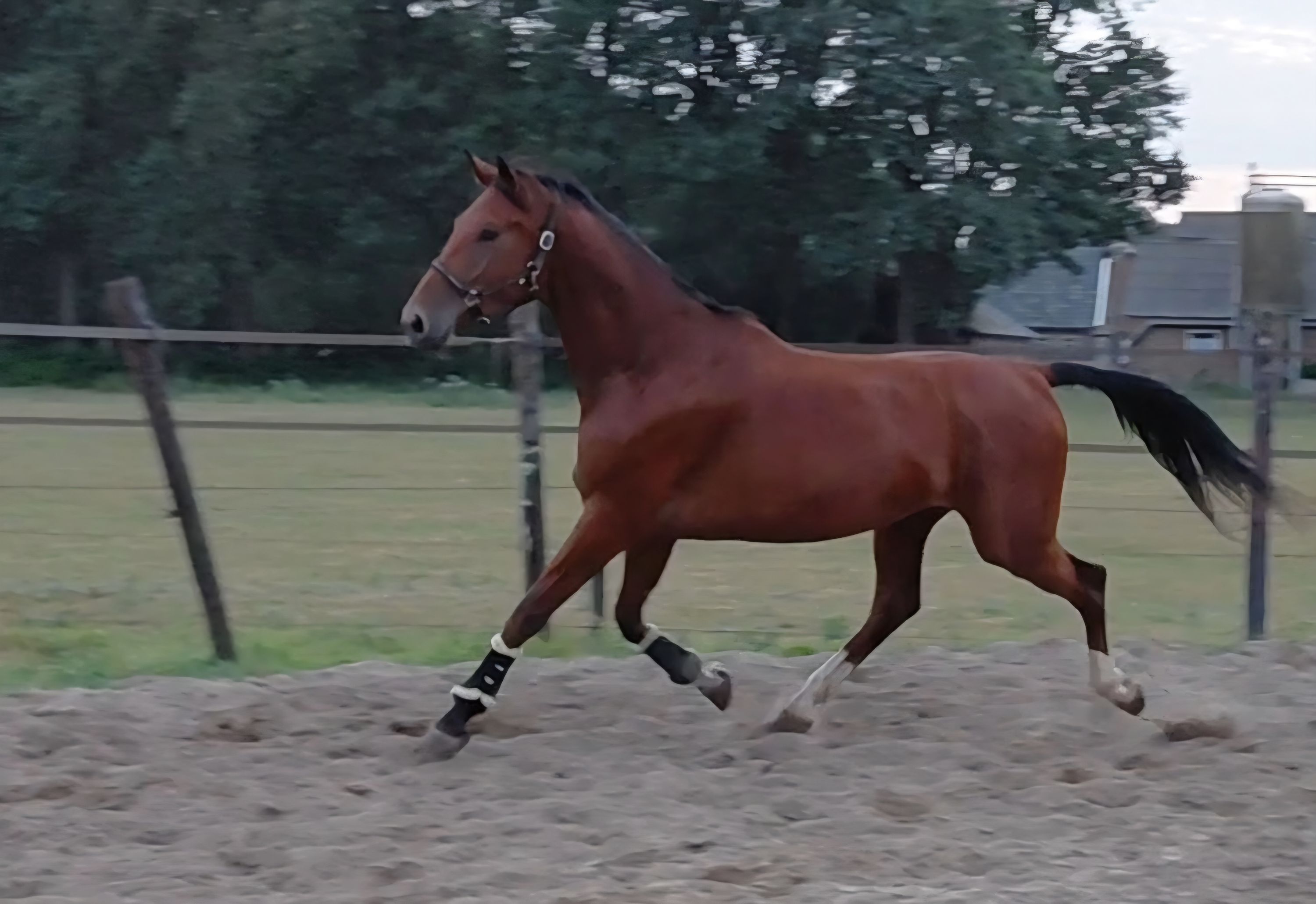 kwpn dressuurpaard ruin 4 anos bruin à venda - Foto 3