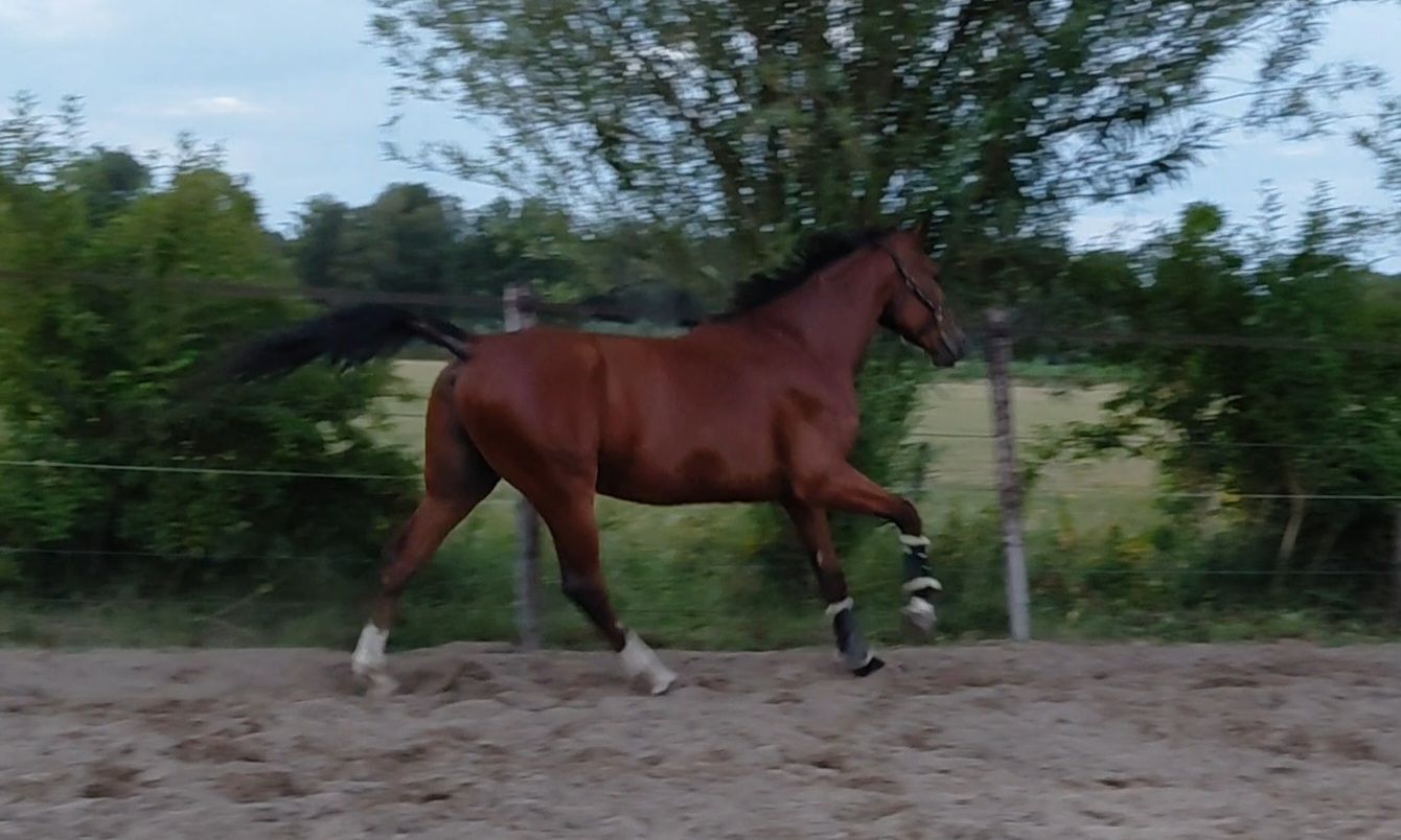 kwpn dressuurpaard ruin 4 anos bruin à venda - Foto 4