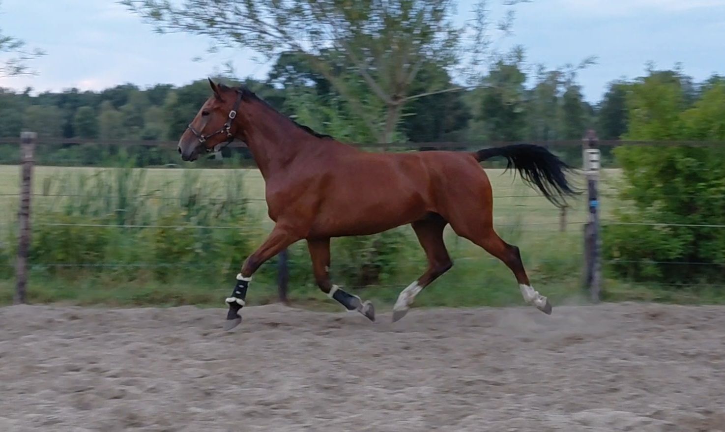 kwpn dressuurpaard ruin 4 anos bruin à venda - Foto 5