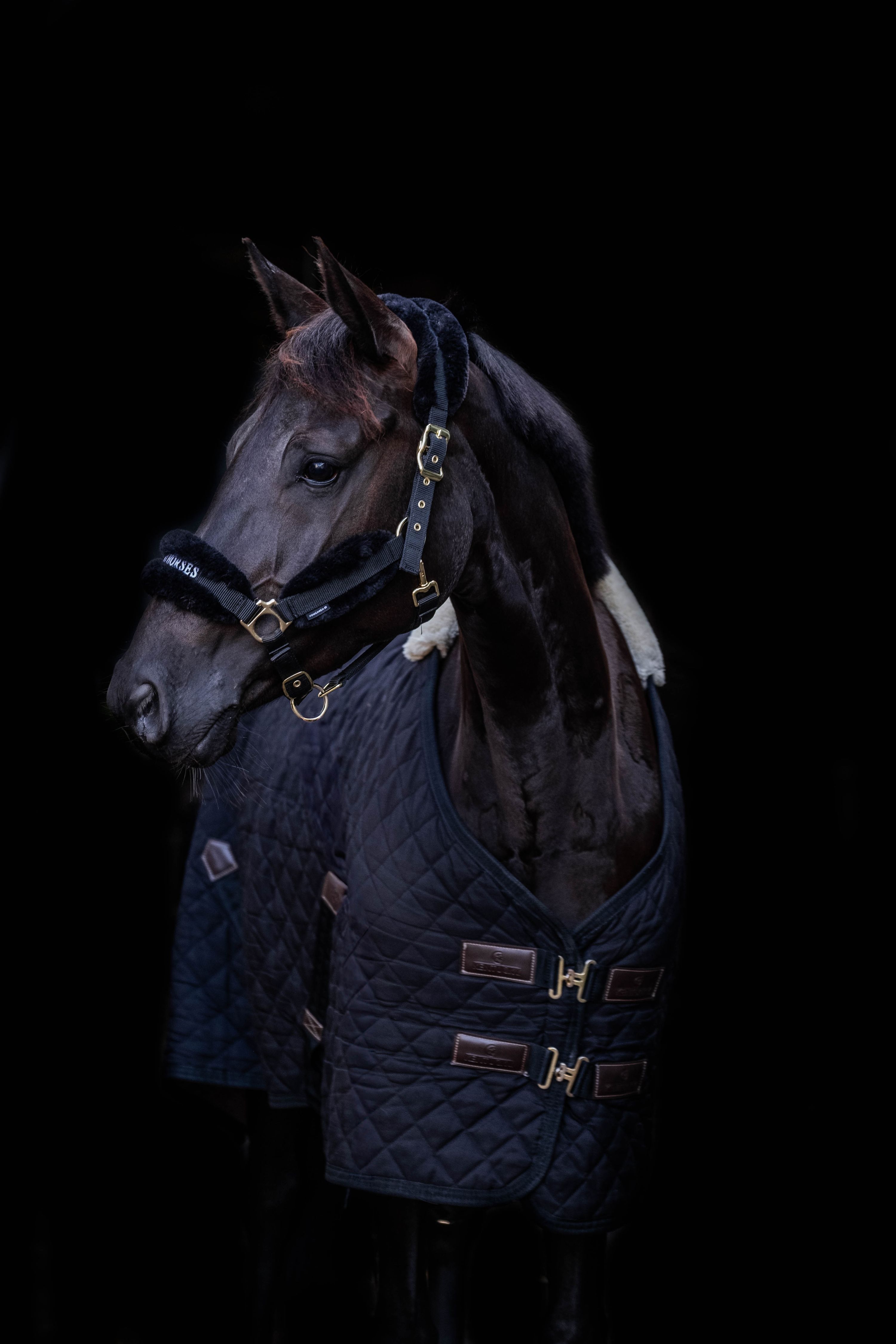 zangersheide springpaard merrie 10 岁 zwart 出售 - 照片 2