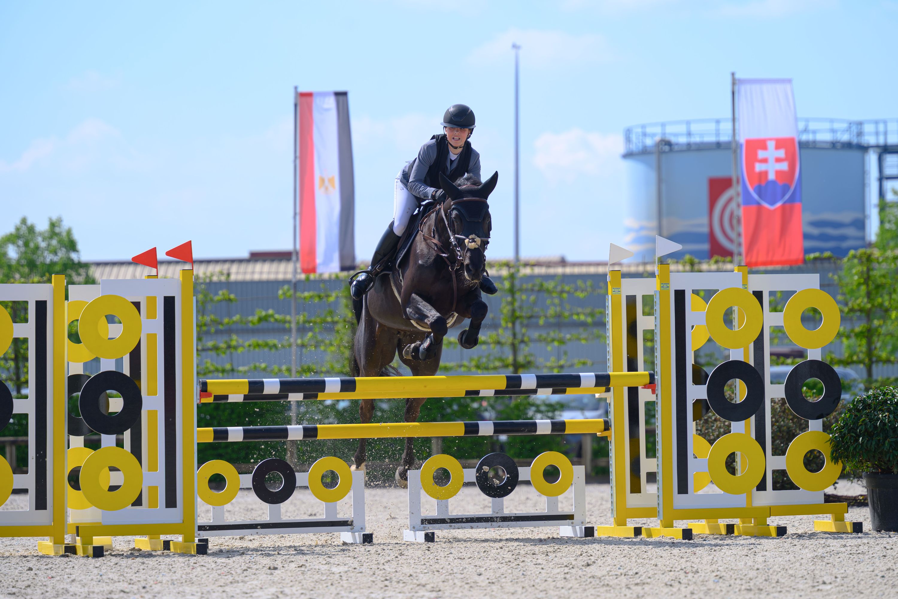 zangersheide springpaard merrie 10 岁 zwart 出售 - 照片 3
